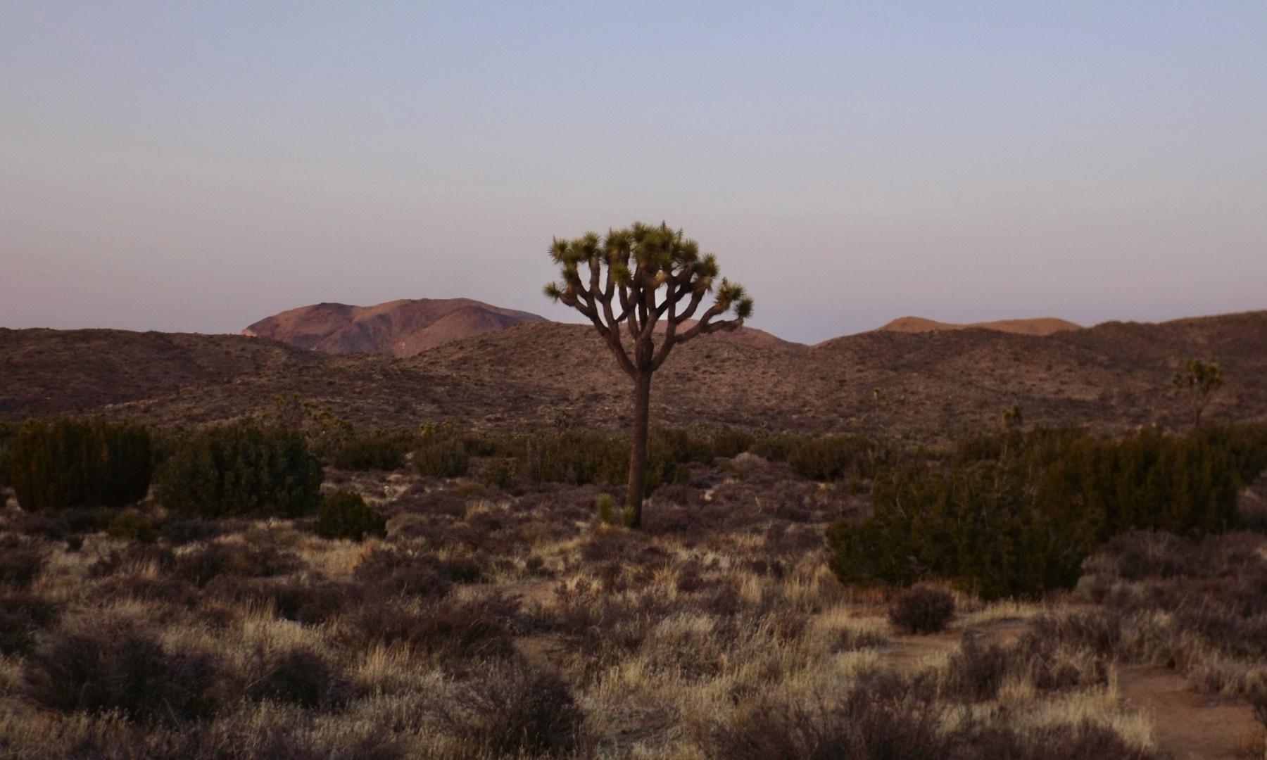 A lone Joshua Tree at dusk