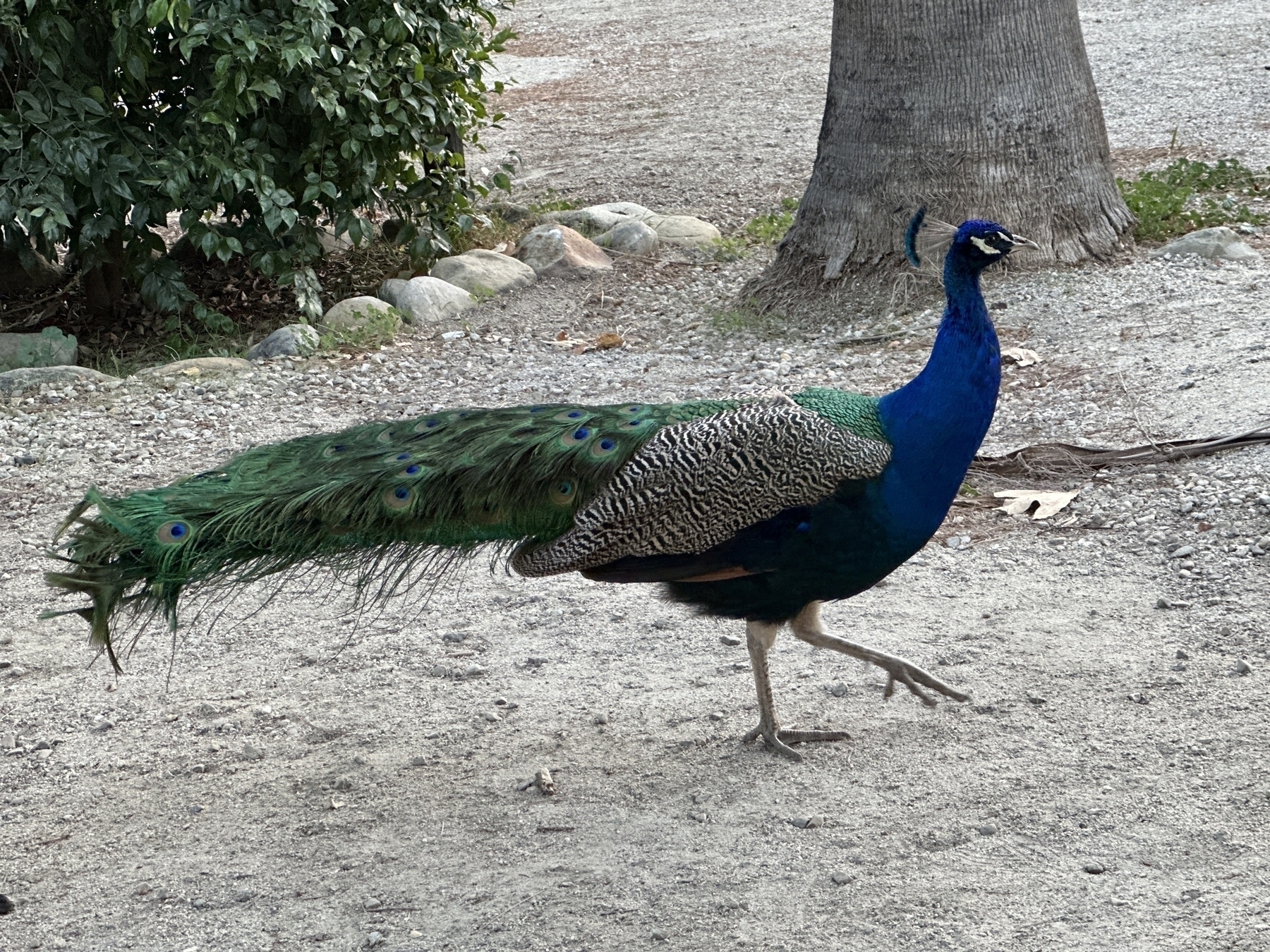 Peacock roaming our campsite.