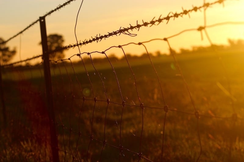 Auto-generated description: A barbed wire fence stretches across a grassy field at sunset, casting a warm glow over the landscape.