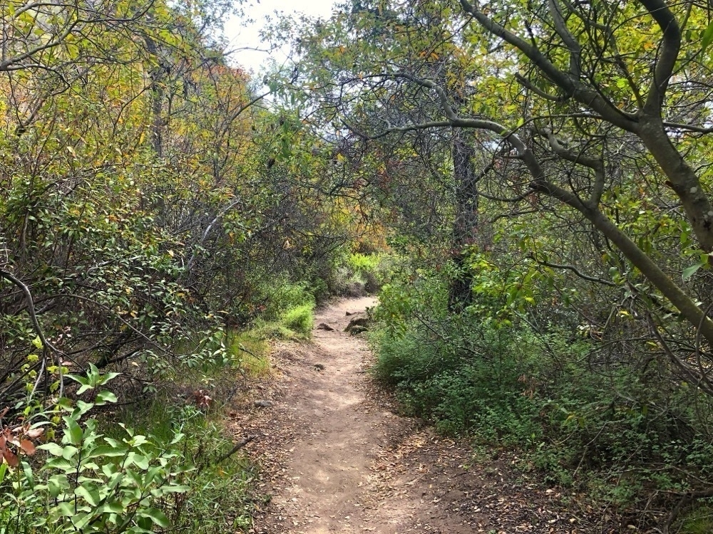 Foliage along a dirt hiking trail.