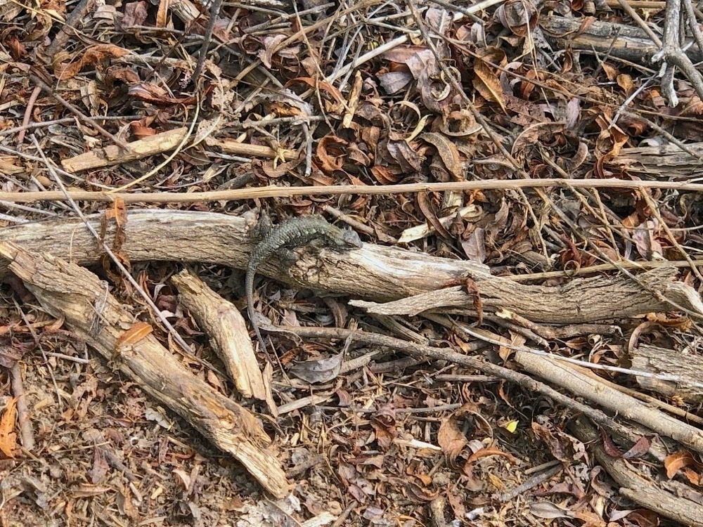 A small curious lizard on a stick.