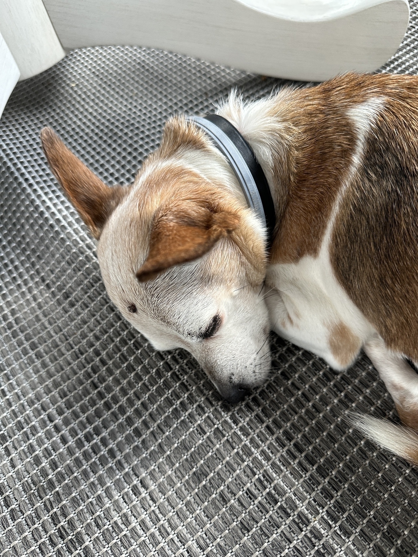 A small dog with a white and brown coat is lying on a textured gray surface, looking relaxed.