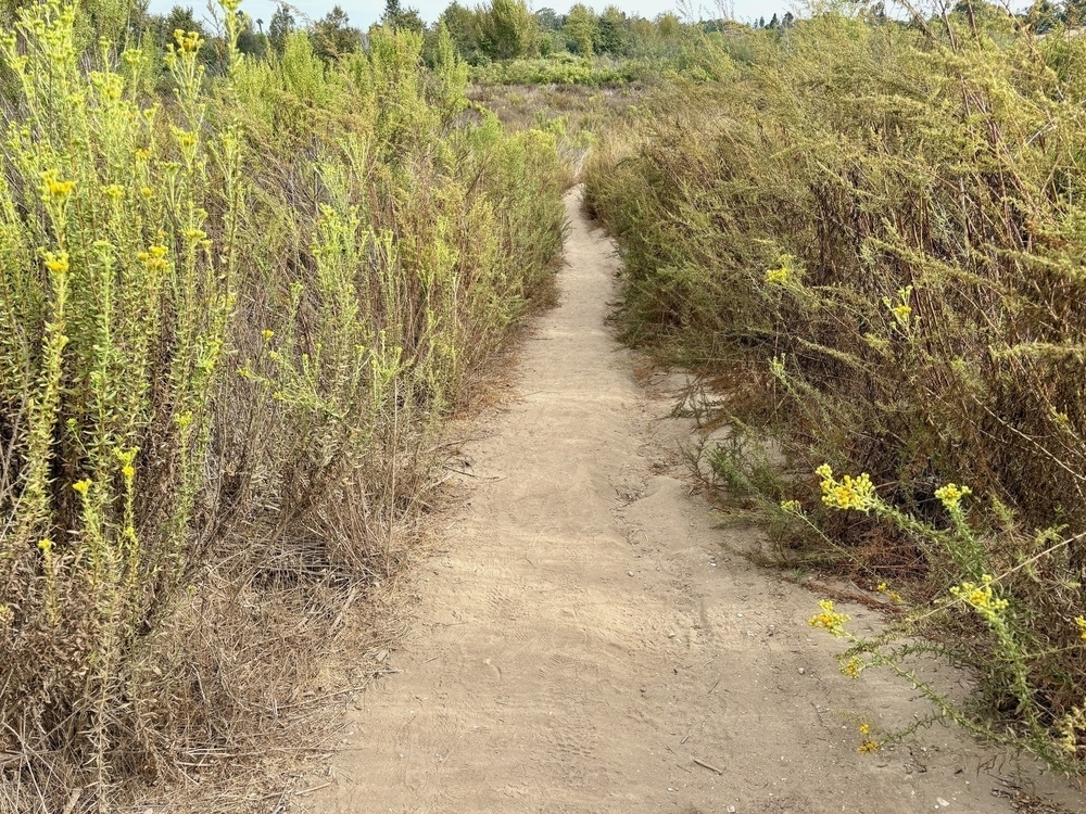 A narrow dirt path winds through tall, bushy vegetation with small yellow flowers.