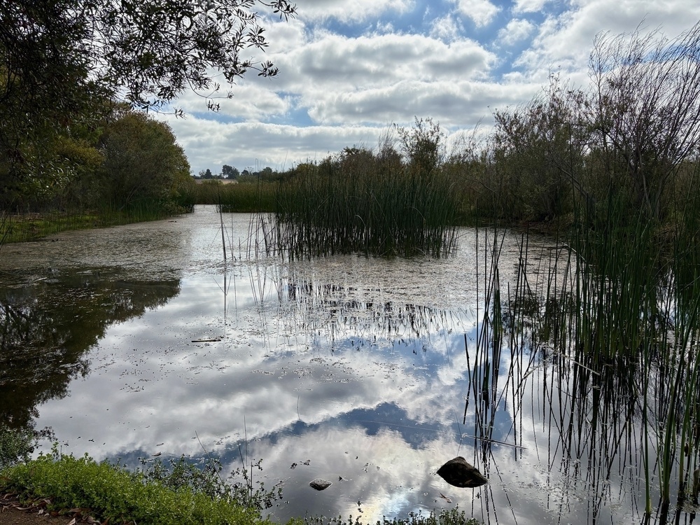 A tranquil wetland scene features tall reeds, calm reflective water, and a cloudy sky overhead.