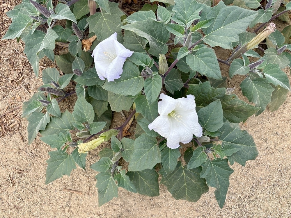 White flowers with large green leaves grow in a sandy soil setting.