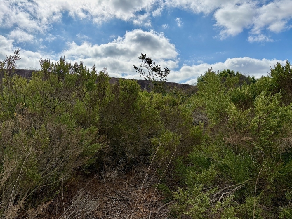 A landscape features dense, green shrubbery beneath a partly cloudy blue sky.