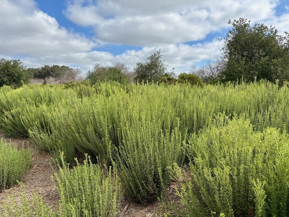 A lush, green thicket of vegetation under a partly cloudy sky in a natural setting.