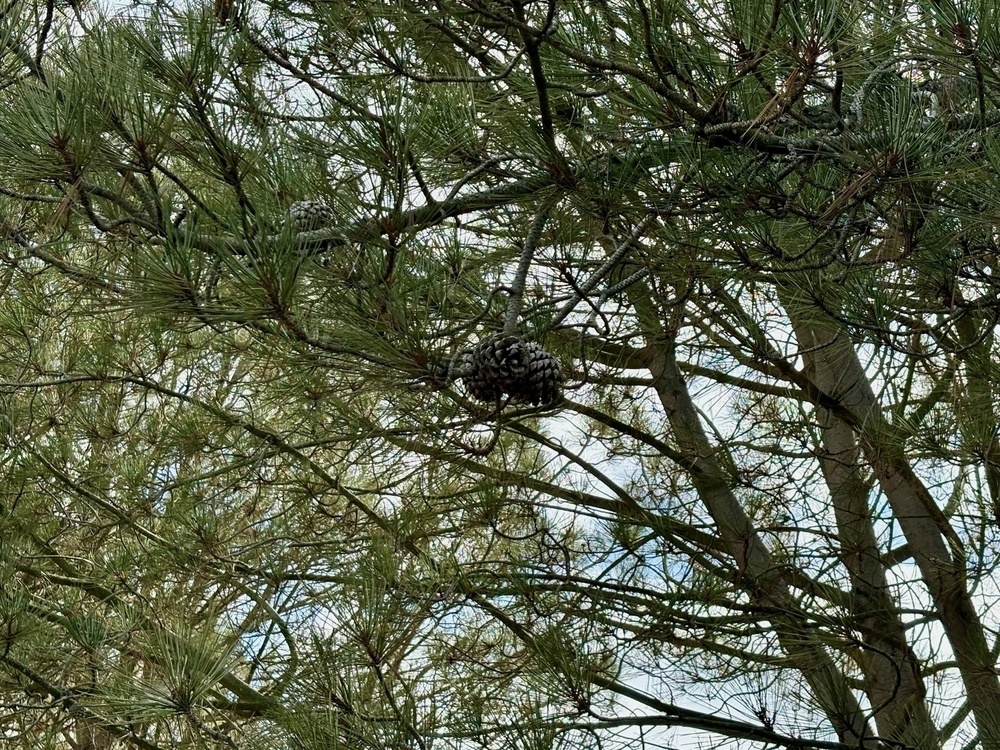 A pine cone hangs amidst branches of a pine tree with green needles.