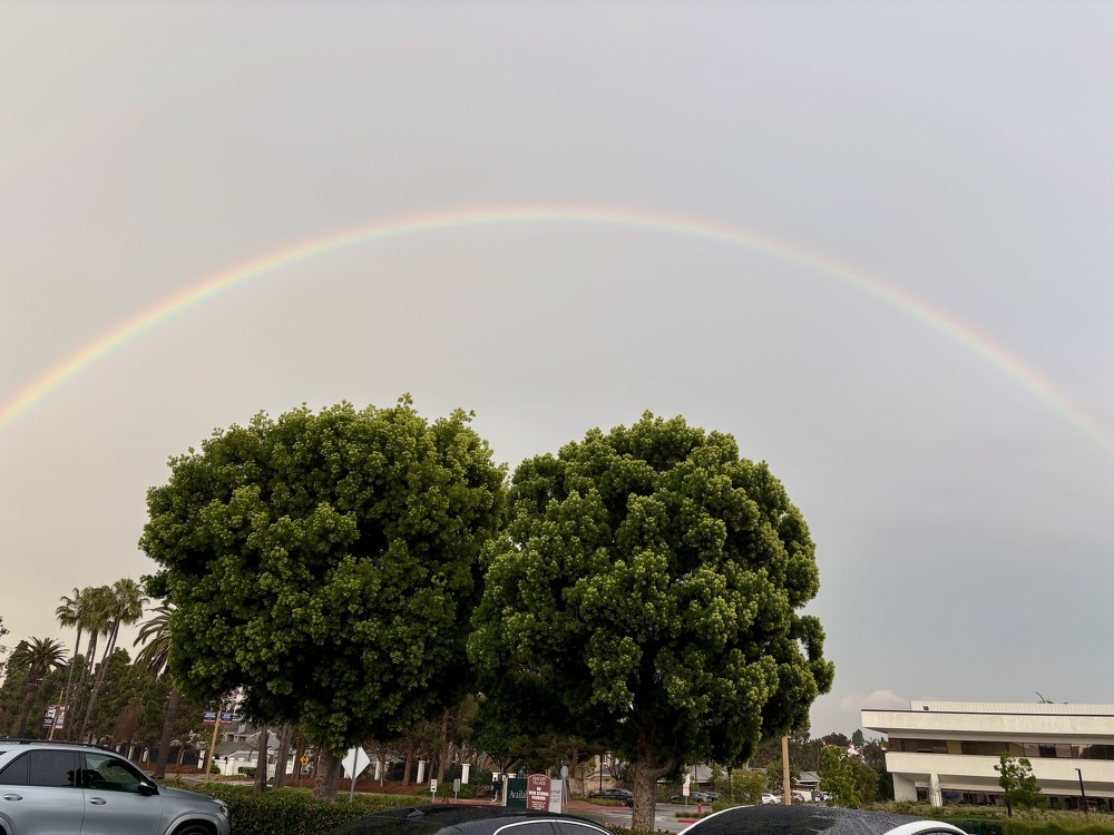 This image shows a vibrant rainbow arching across a gray sky over a row of lush, green trees in a parking lot. The foreground features a large, well-rounded tree canopy with smaller palm trees in the background on the left. A silver SUV is parked in the lower left, and a modern, low-rise building sits on the right. The scene suggests a light rain or after-rain atmosphere with diffused sunlight.