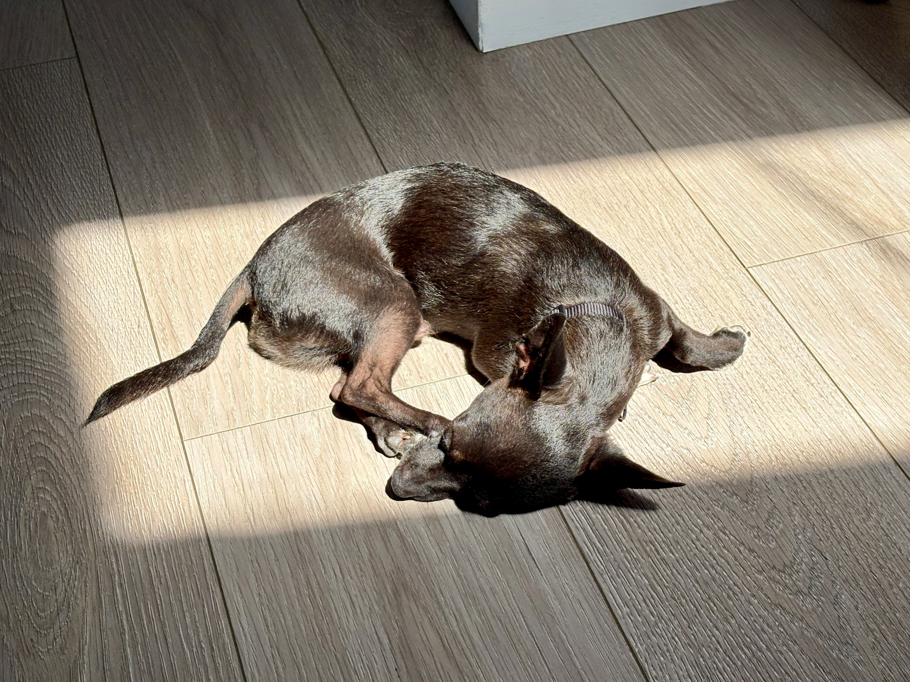 A black dog asleep suns himself on a grey floor
