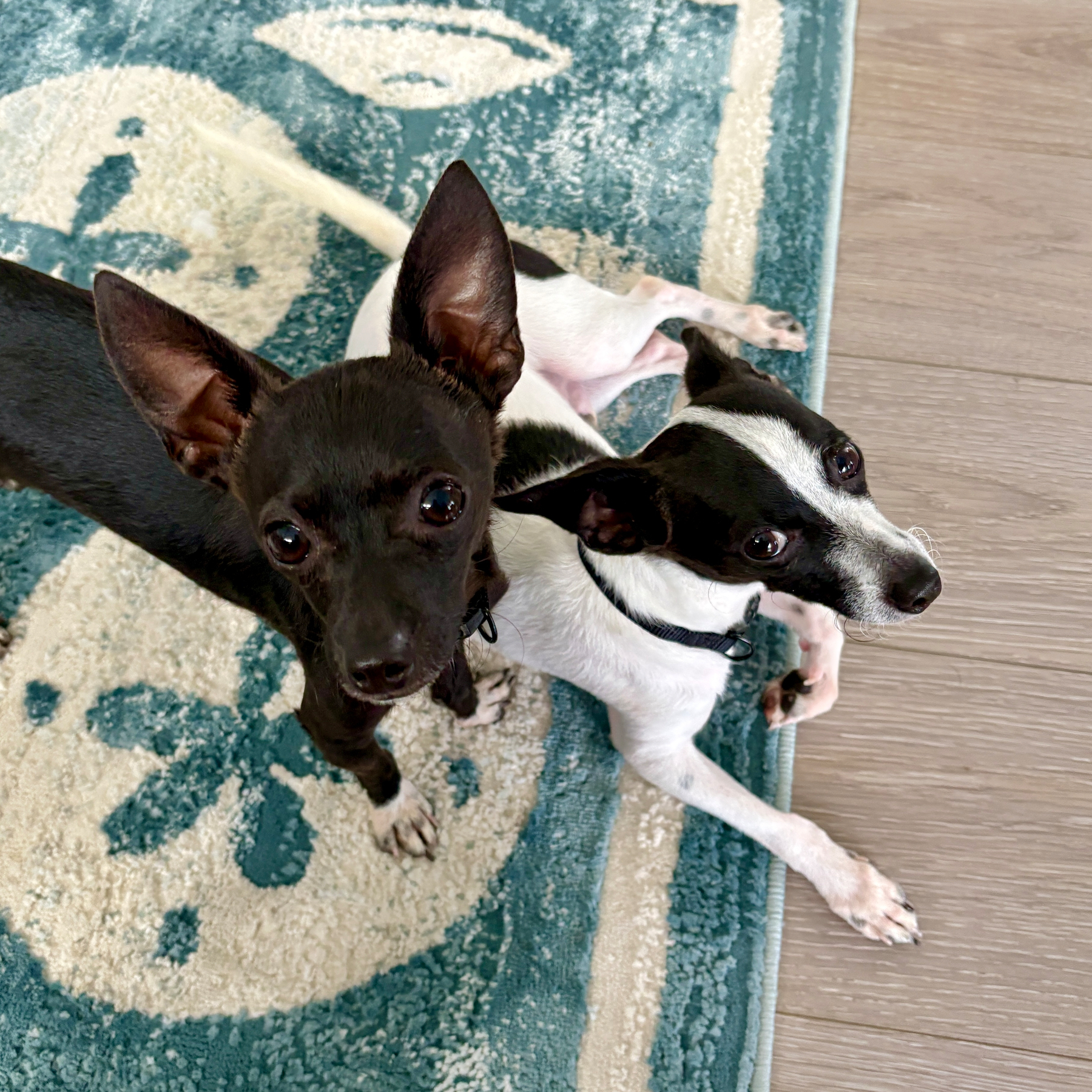 Two small dogs, one black, the other black and white are together on a blue and white rug.
