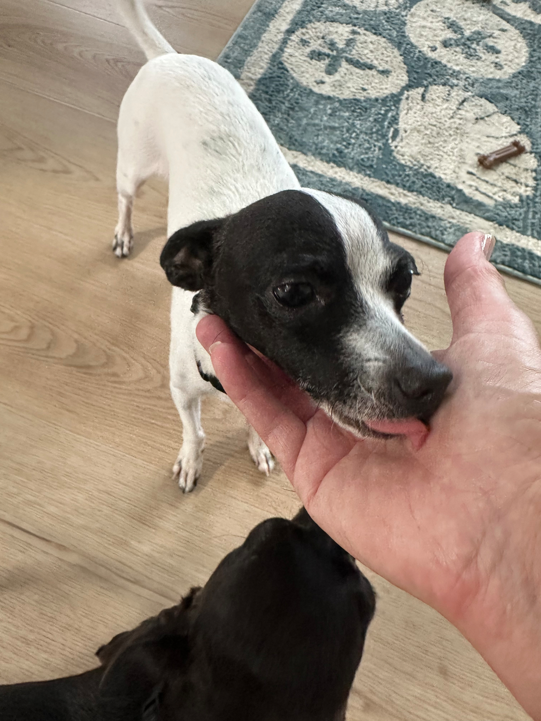 A black and white small dog being petted by its owner