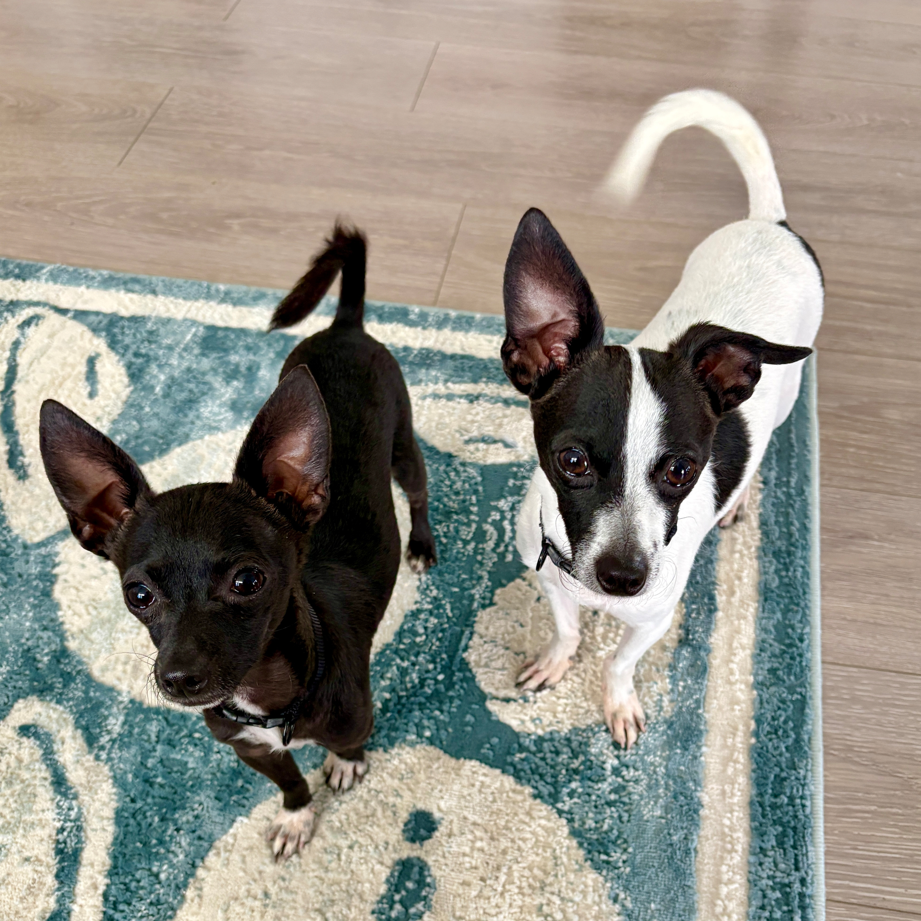 Two small dogs, one black, the other black and white are together on a blue and white rug looking into the camera.
