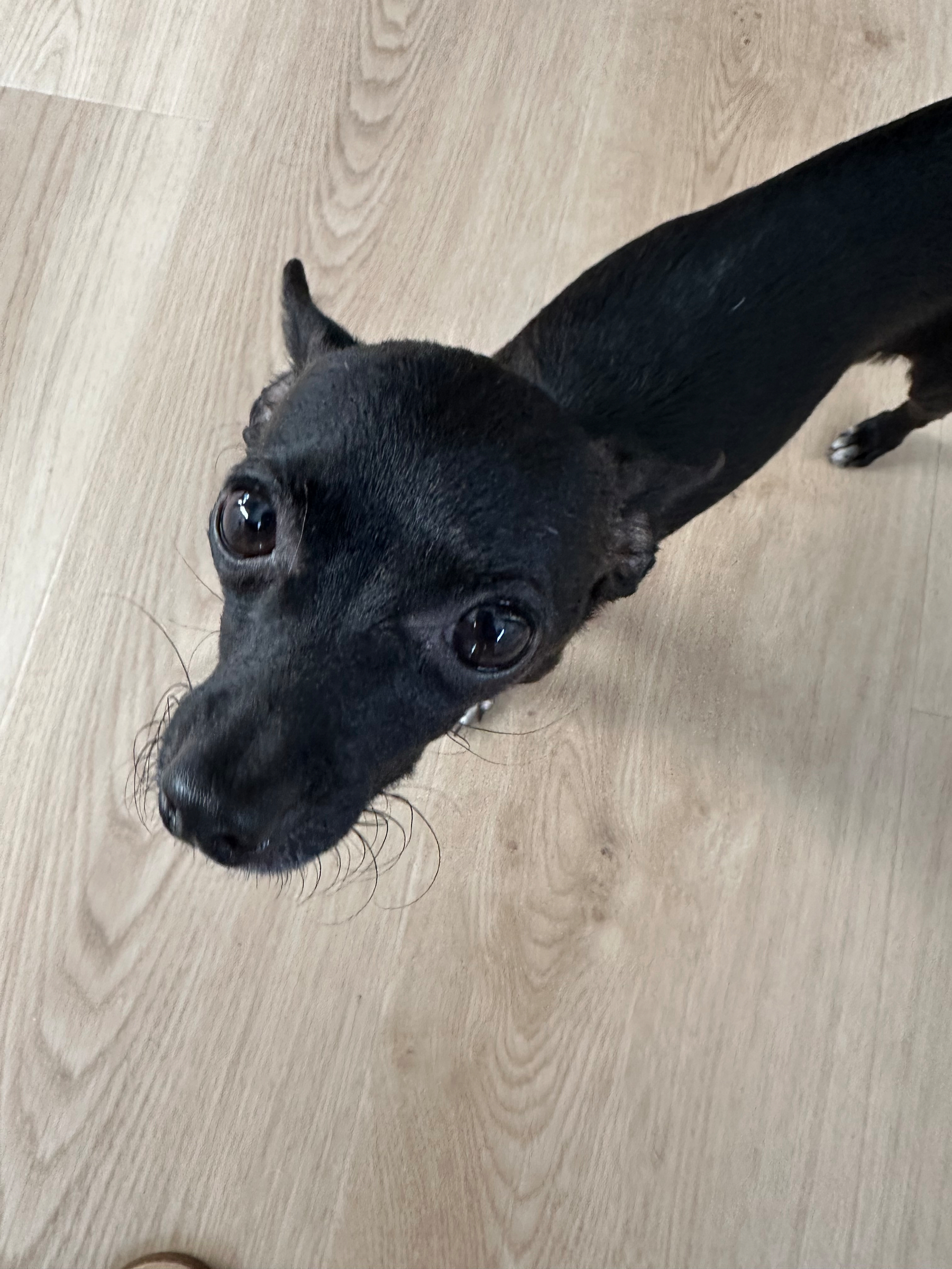 A small black dog looks into the camera