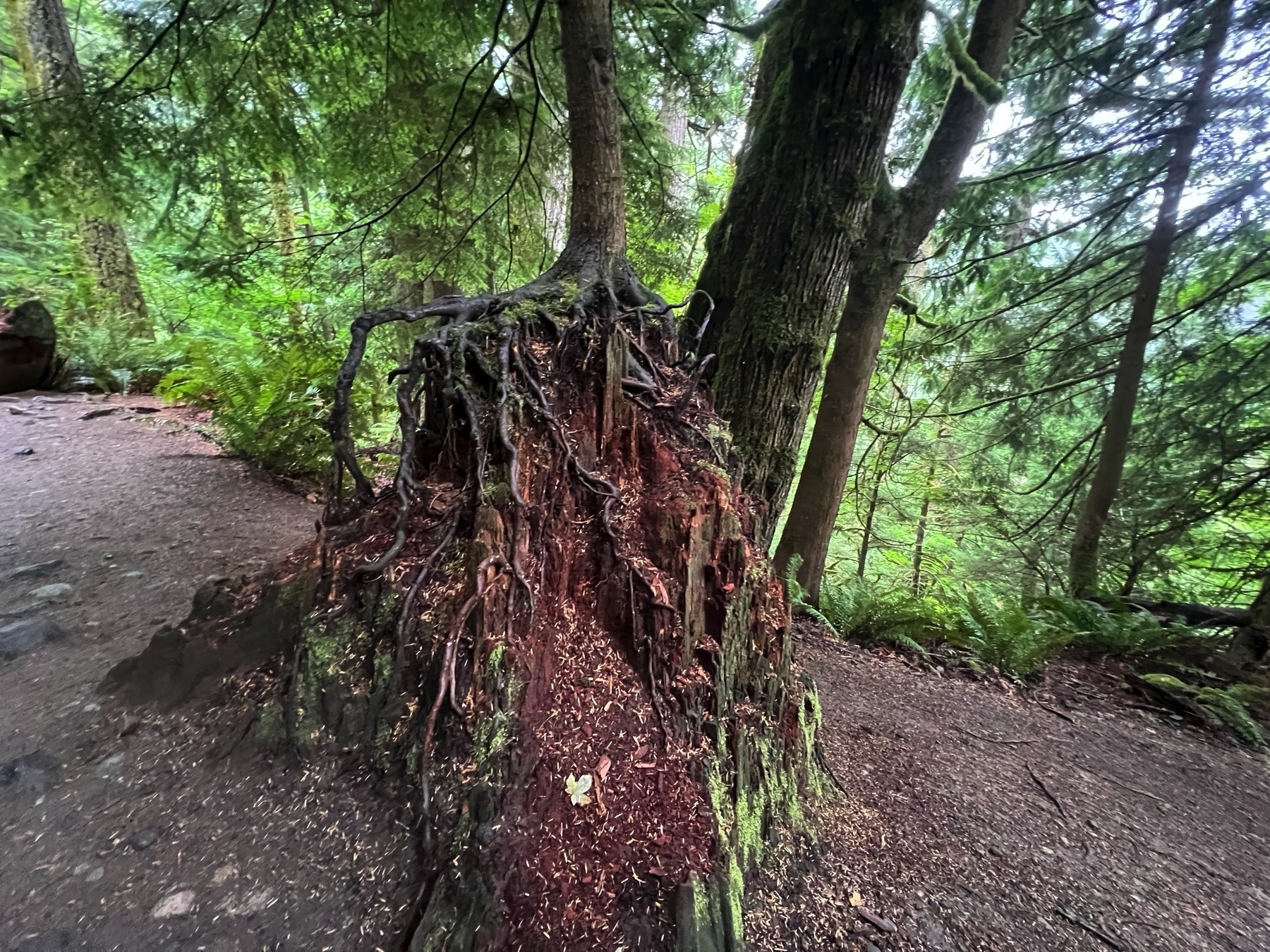 A large tree stump with exposed roots is surrounded by lush green forest vegetation.