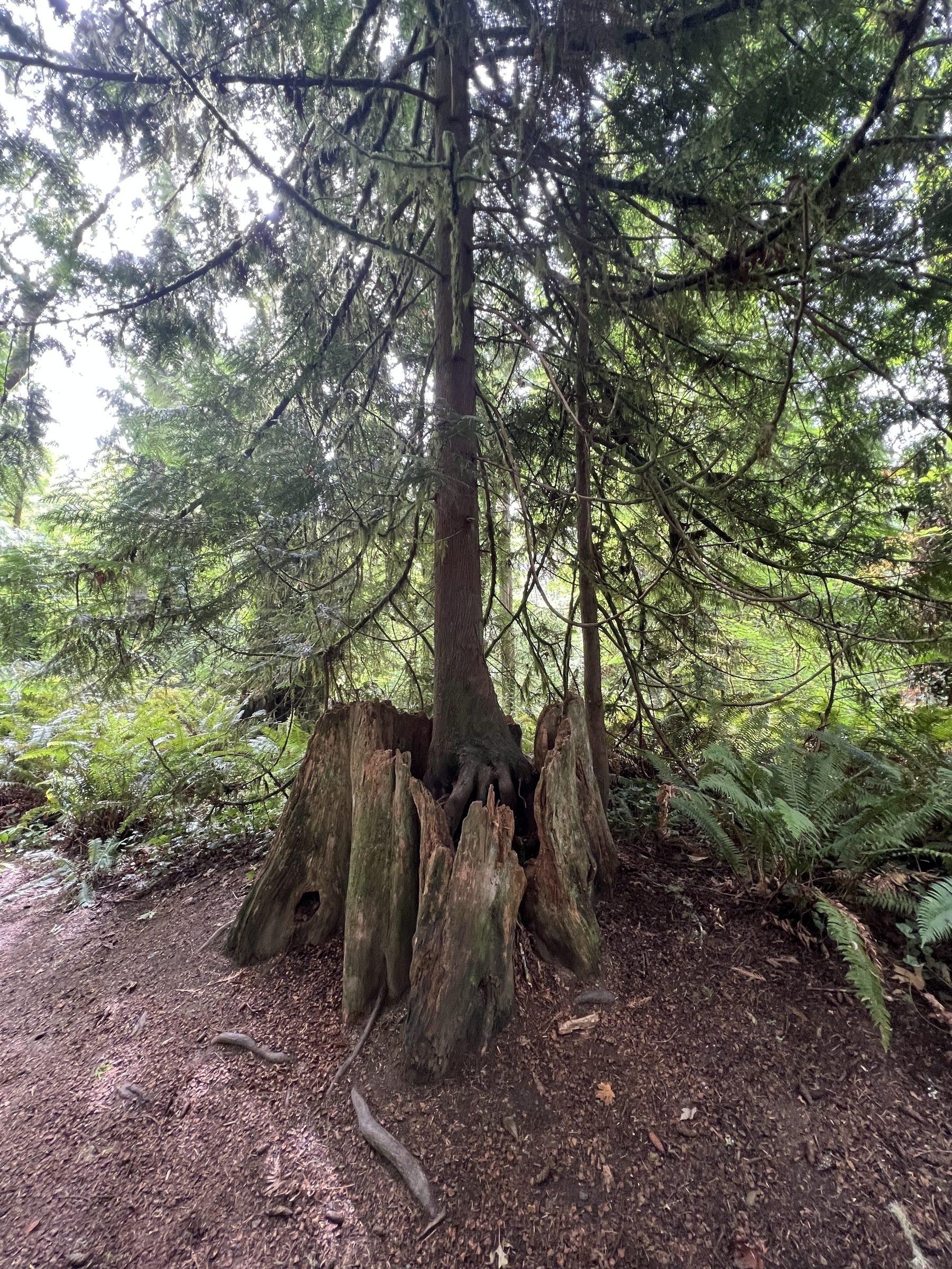 A tree is growing from the hollowed-out base of an old tree stump surrounded by lush greenery.