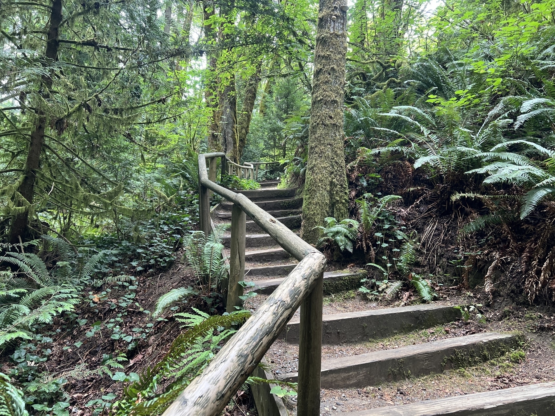A wooden staircase winds through a lush, green forest with dense foliage and towering trees.