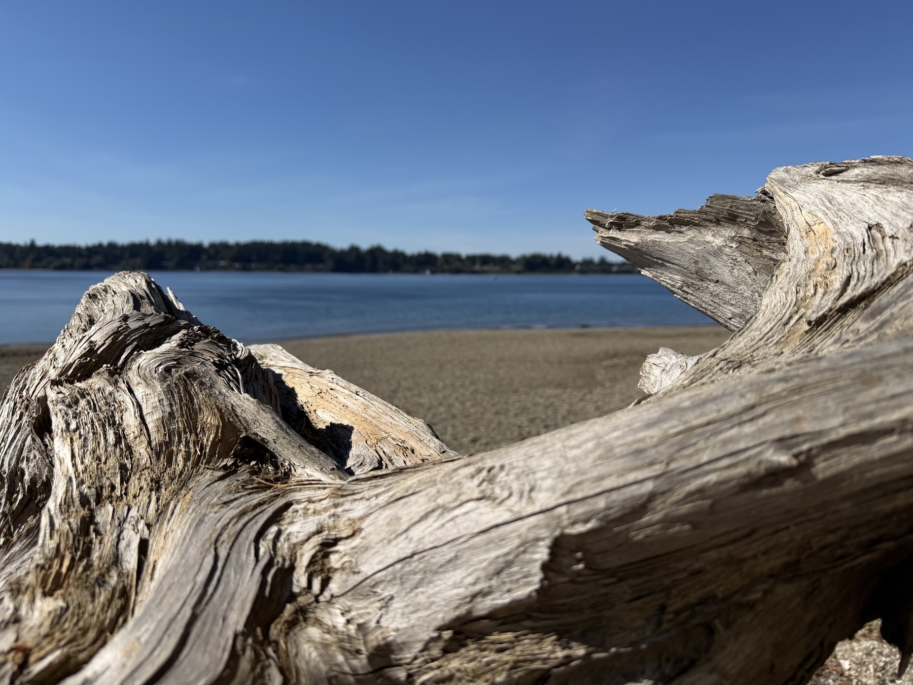 A scenic view of a beach with driftwood in the foreground and calm water under a clear blue sky.