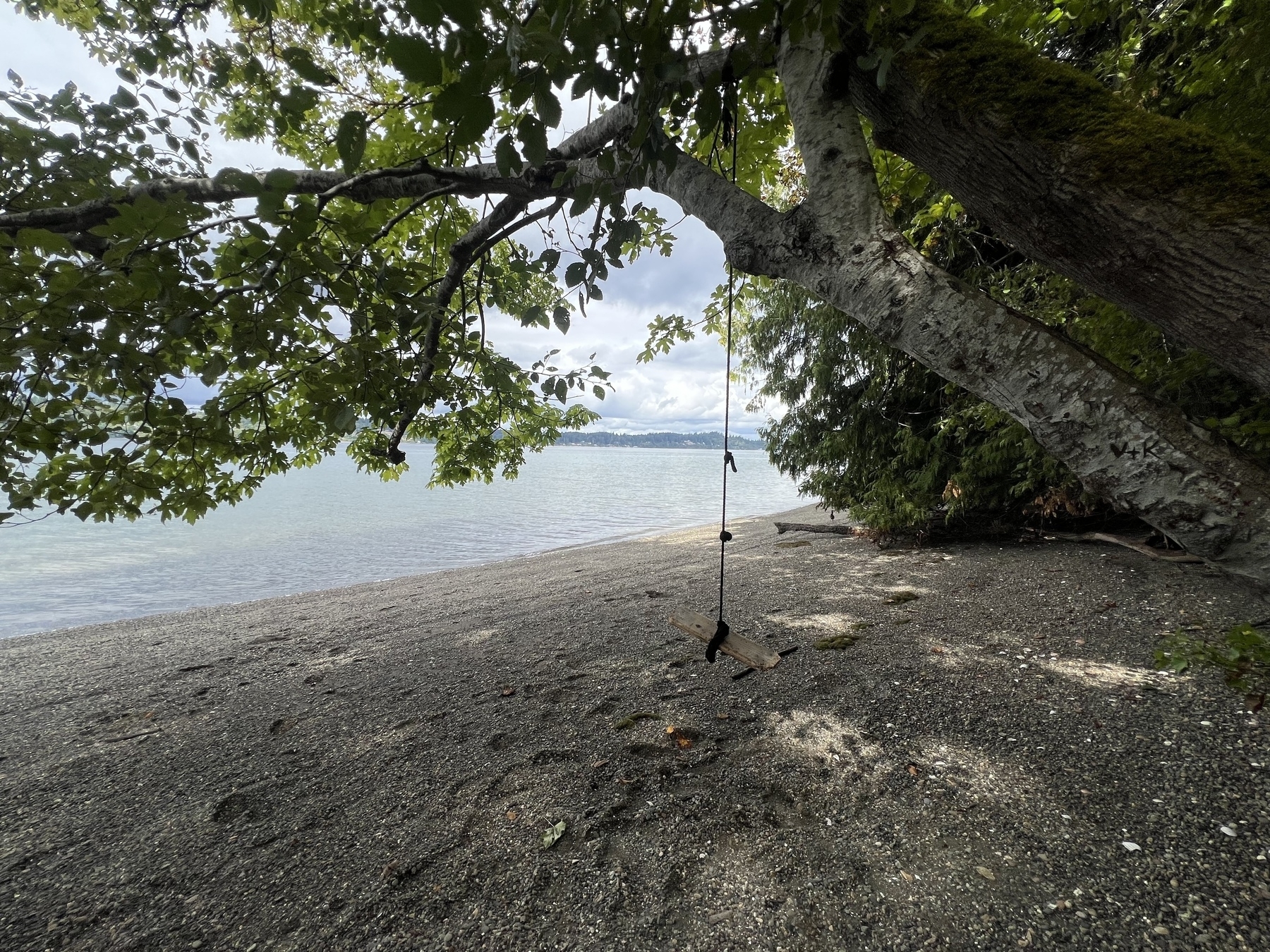 A rope swing hangs from a tree on a tranquil, pebbly beach overlooking calm waters.