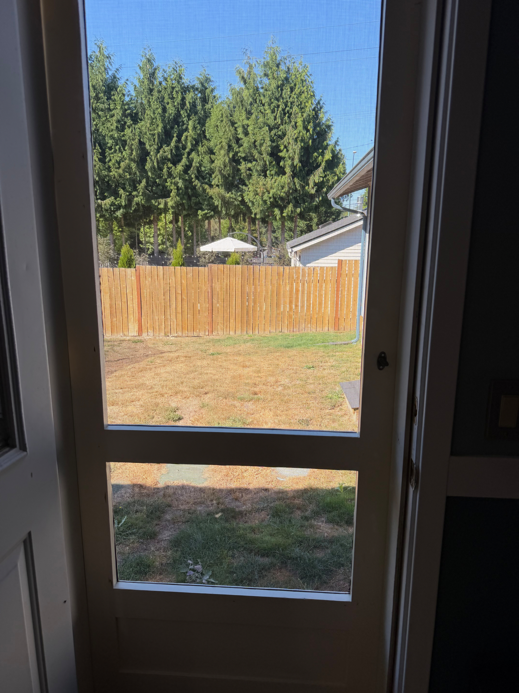 A backyard with a wooden fence, patchy grass, and tall evergreen trees is visible through a screen door.