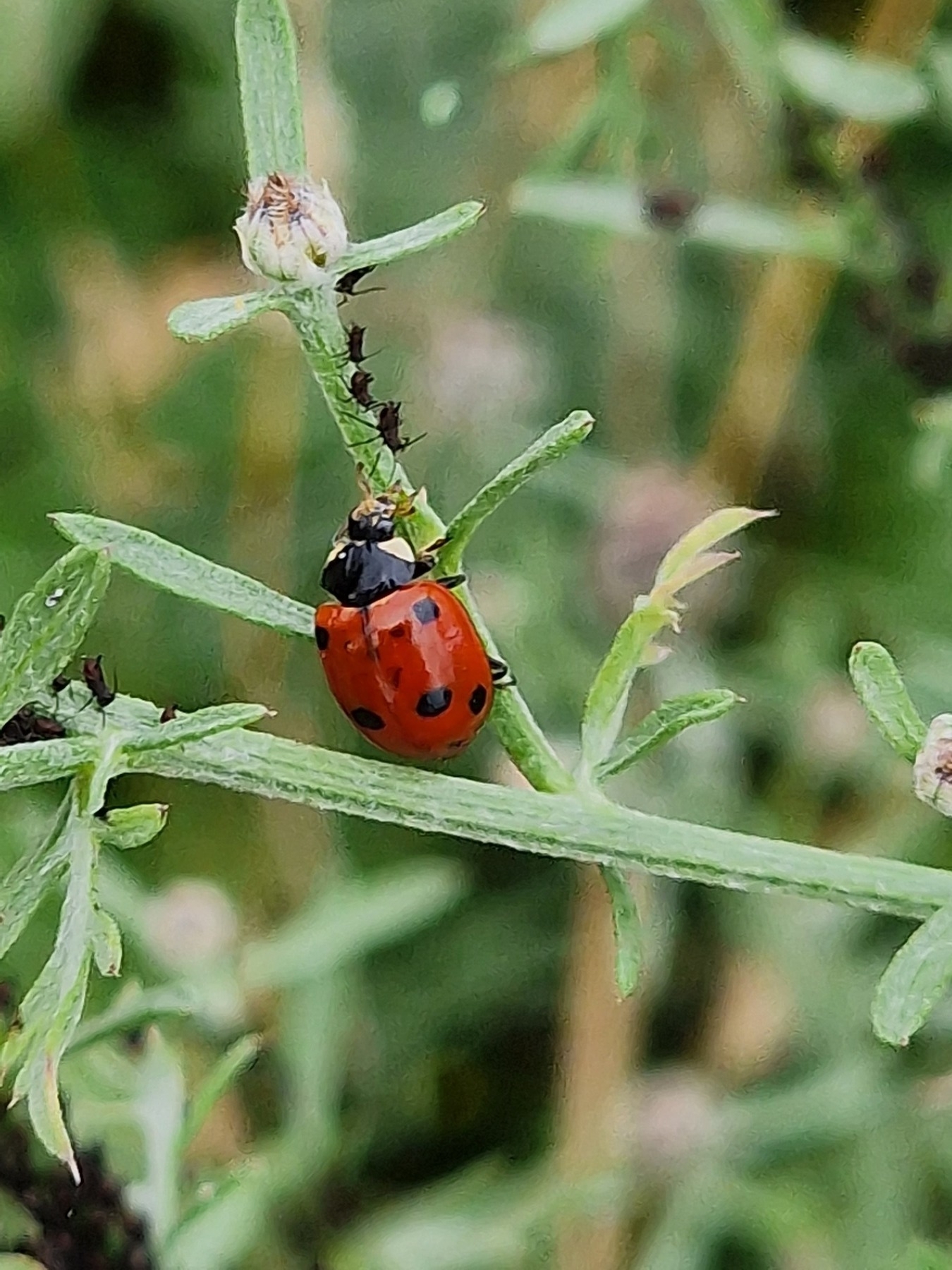 Ladybird on a plant chasing three aphids.