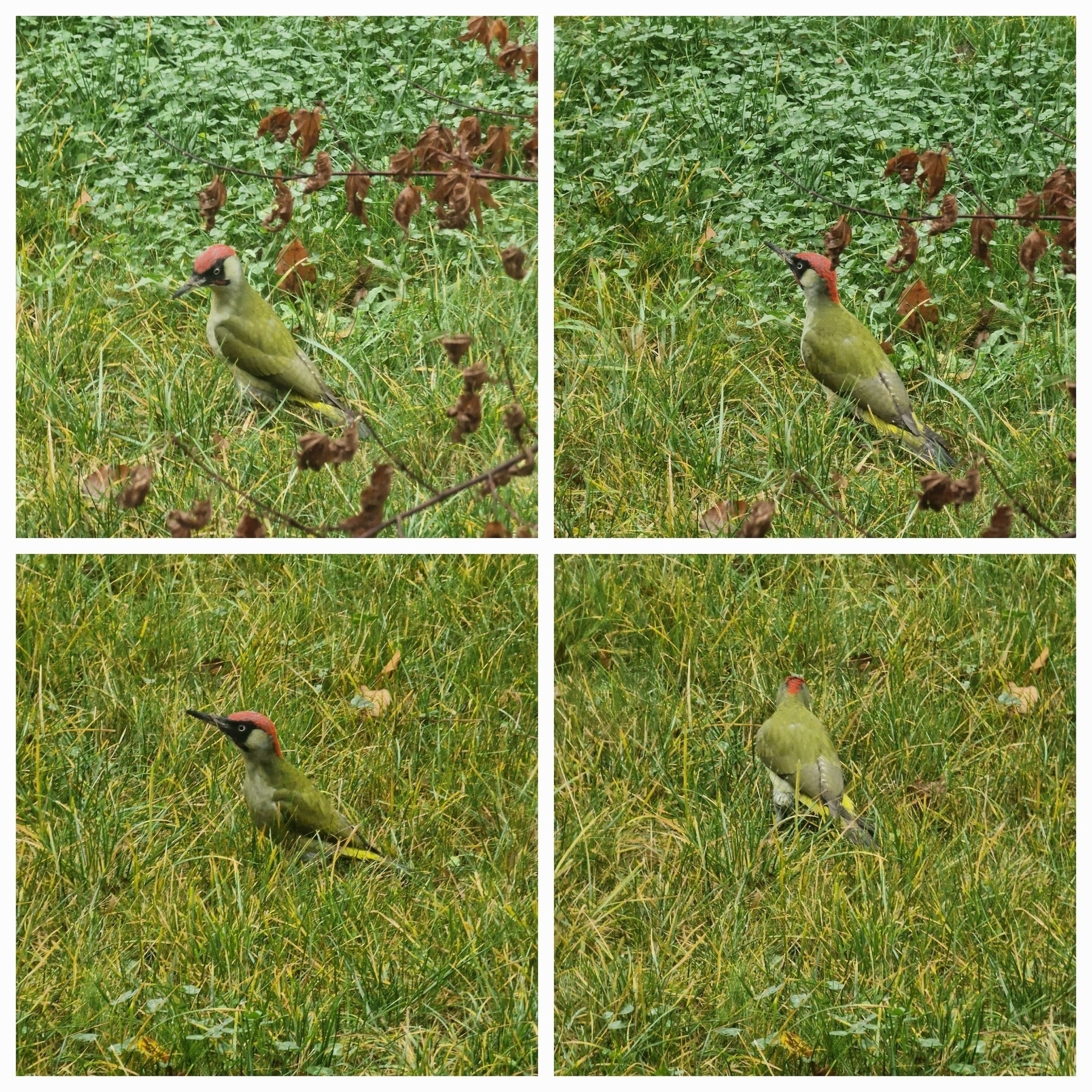 Four small pictures of a green woodpecker on green-yellowish colored autumn grass.