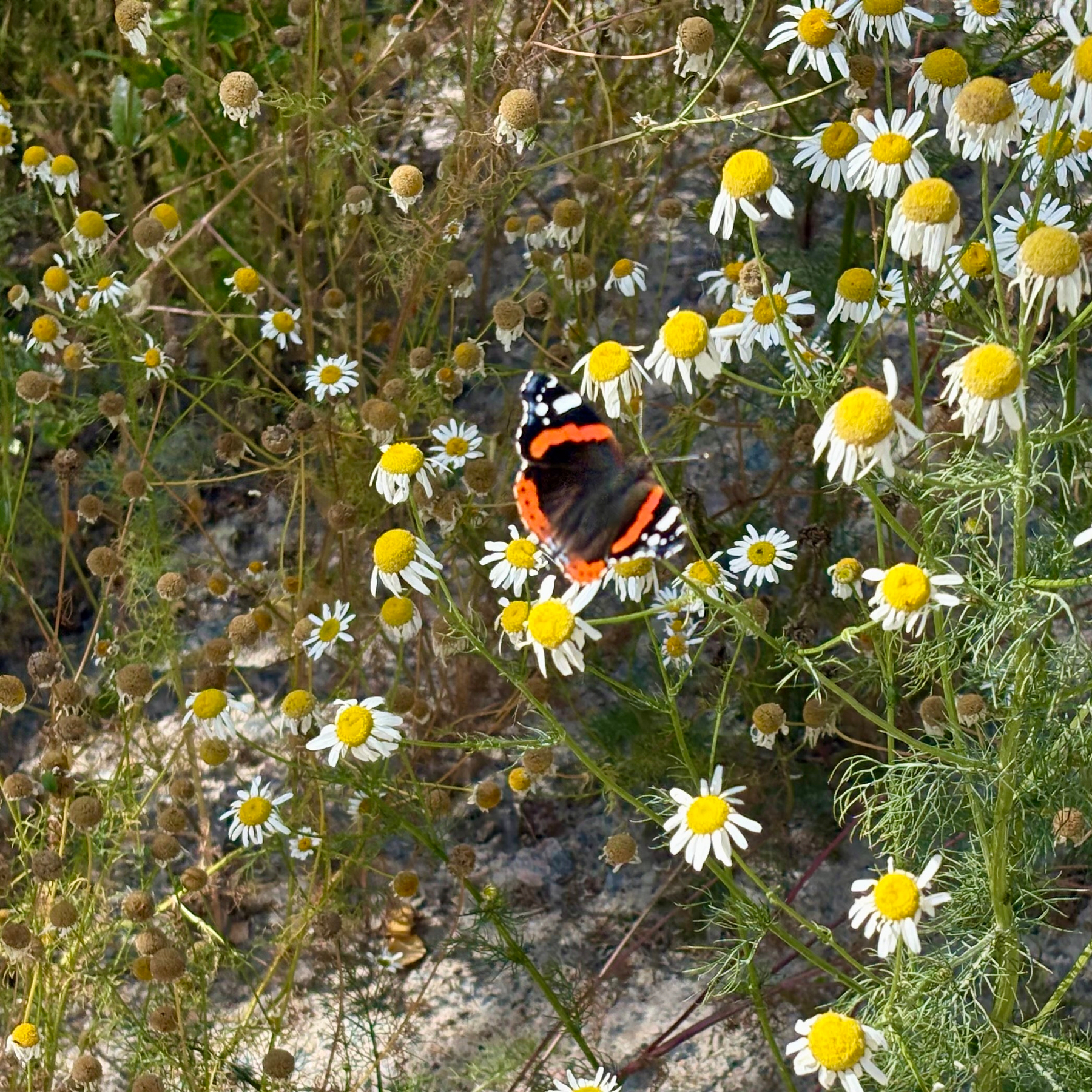 Auto-generated description: En fjäril med svarta, orange och vita vingar sitter på en blommande kamomillväxt.