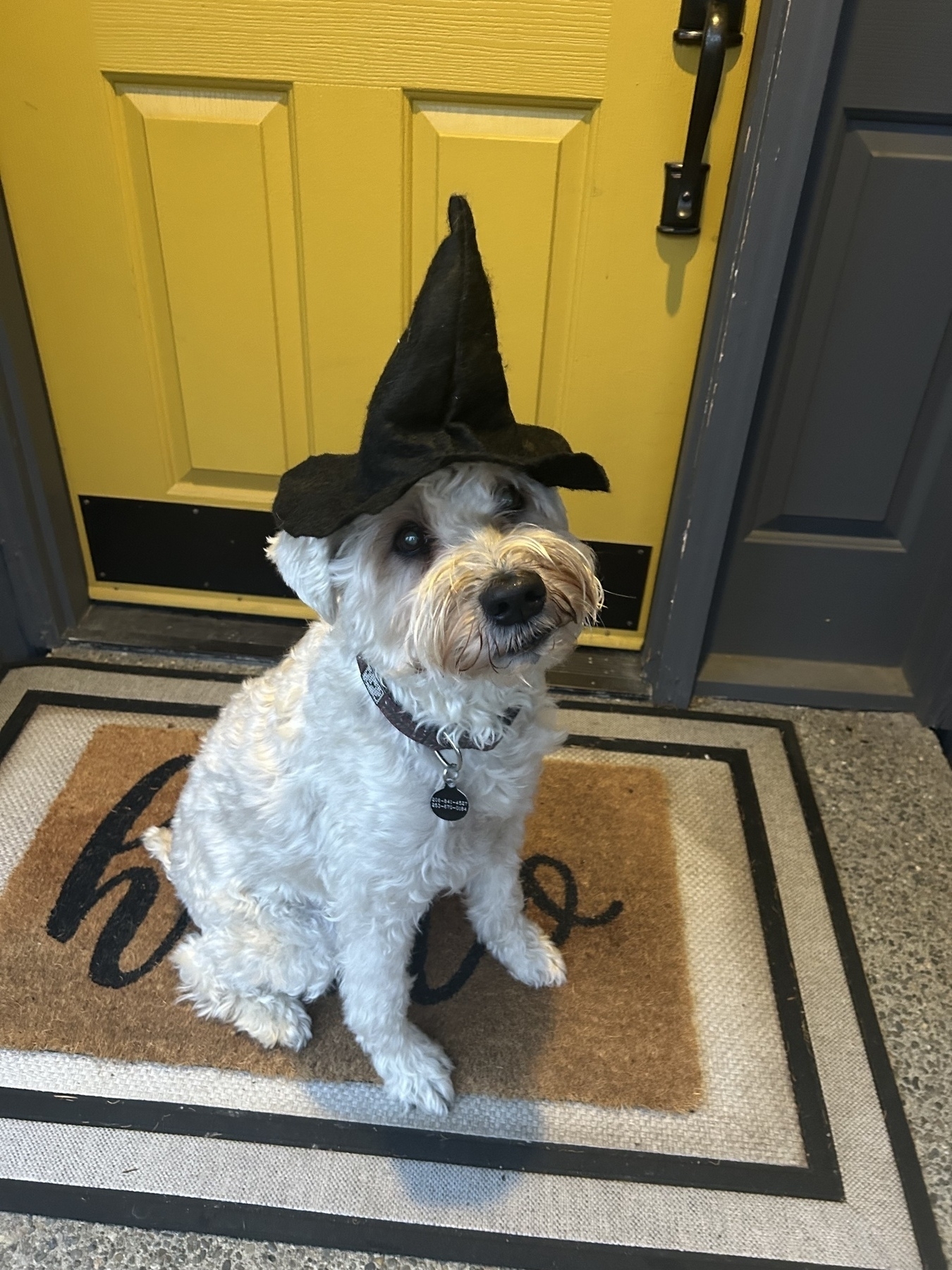 Dog wearing a witch hat and sitting in front of door 