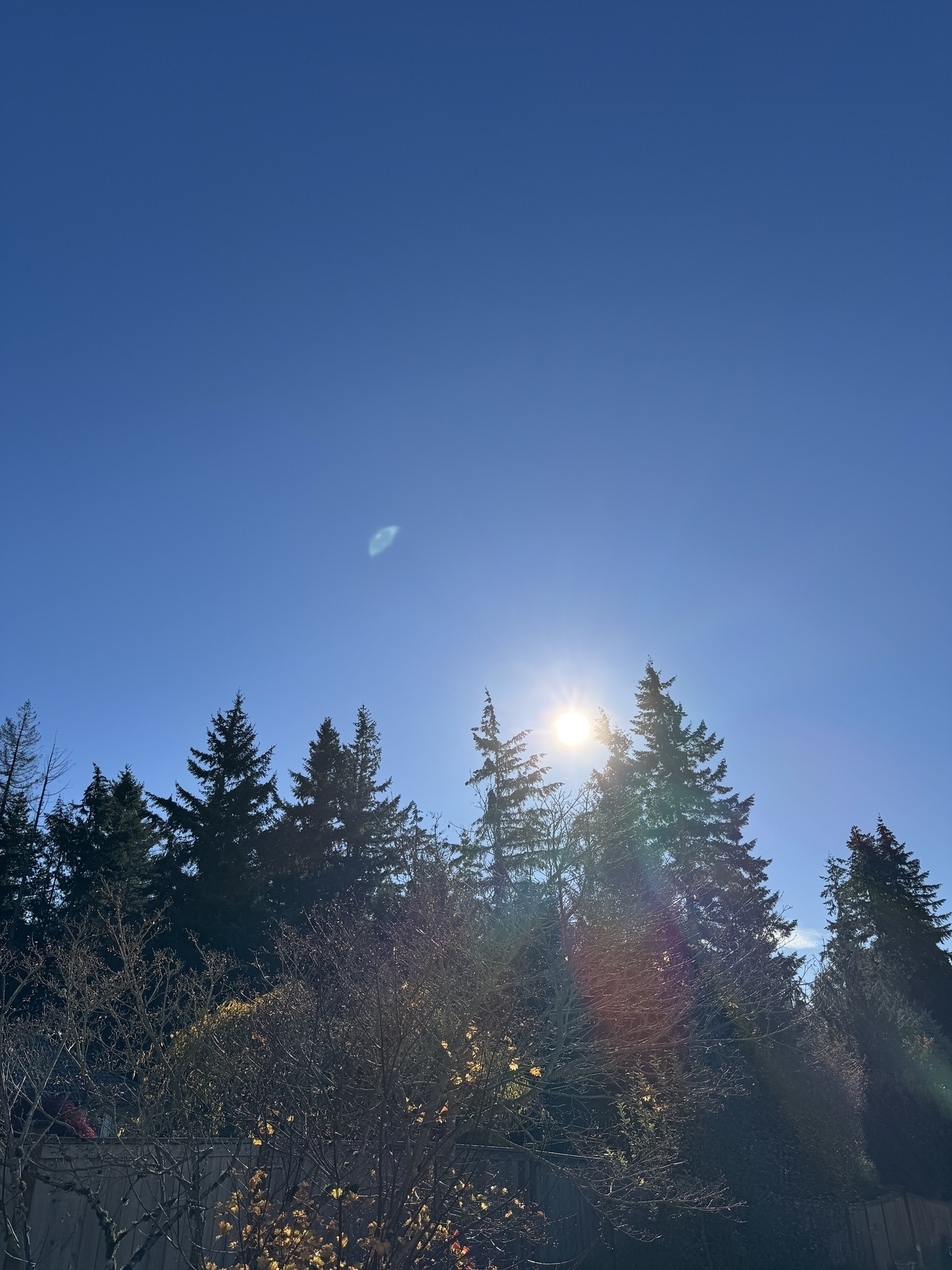 Picture of evergreen trees with the sun rising behind them against a backdrop of blue sky. 