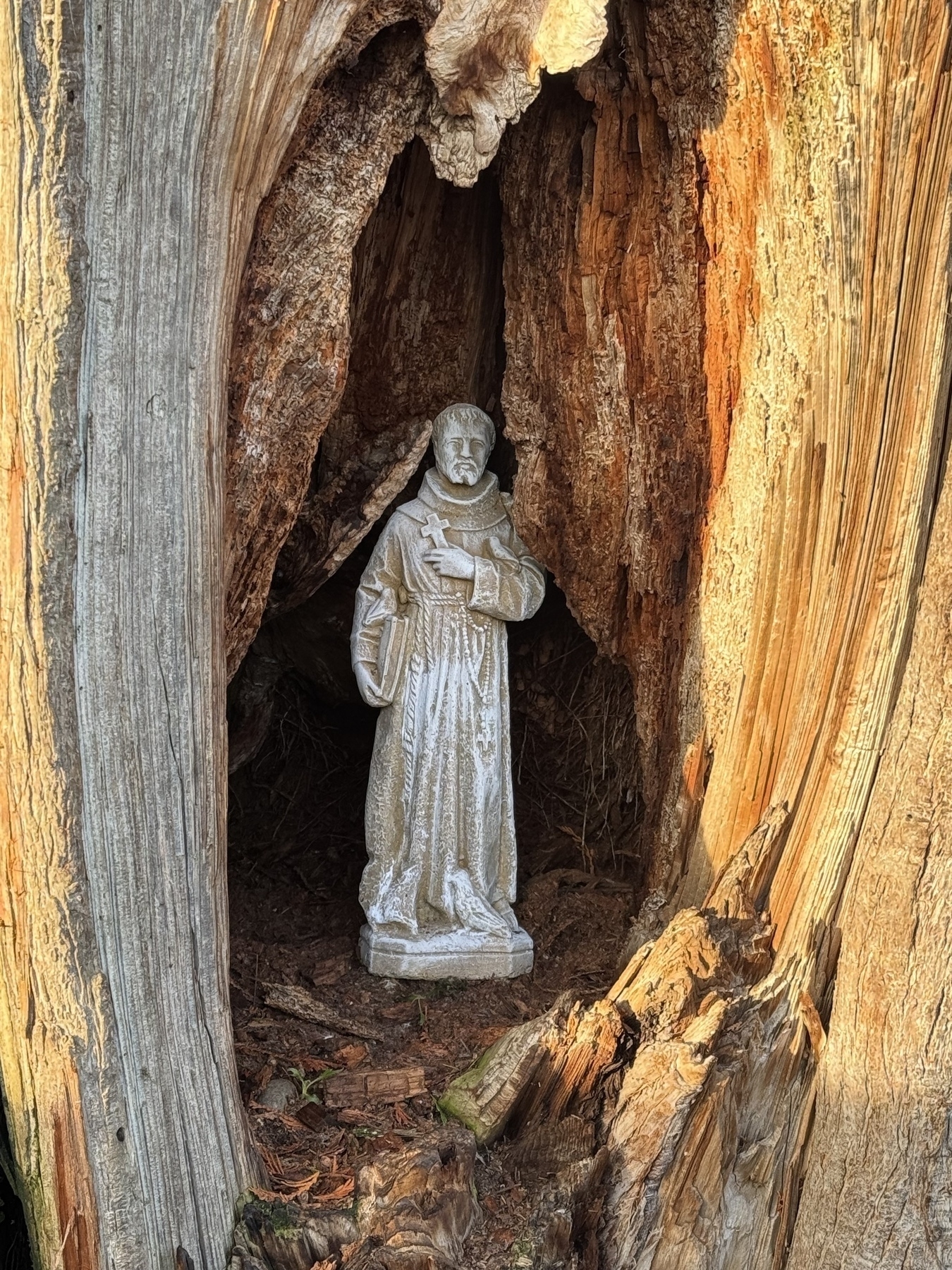 A statue of St. Francis sitting in the hollow of a tree