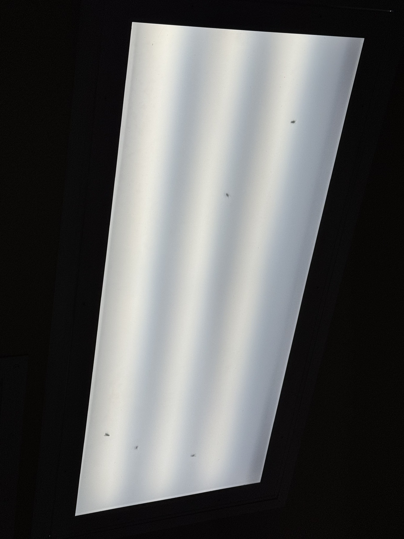 A picture of fluorescent lights on a ceiling with dead flies on the other side of the light cover