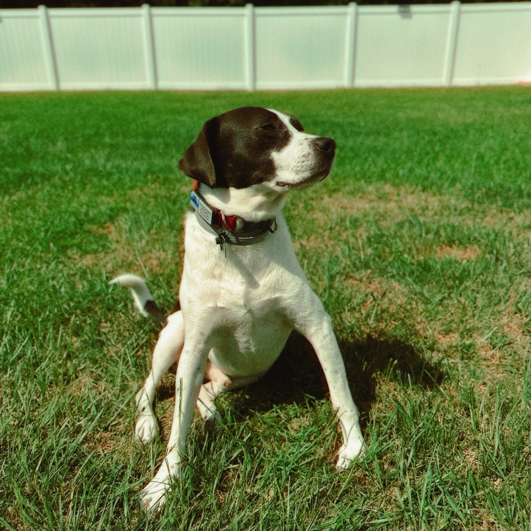 Beauden sitting like Bentley