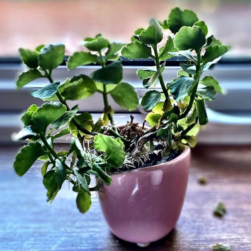 small potted plant