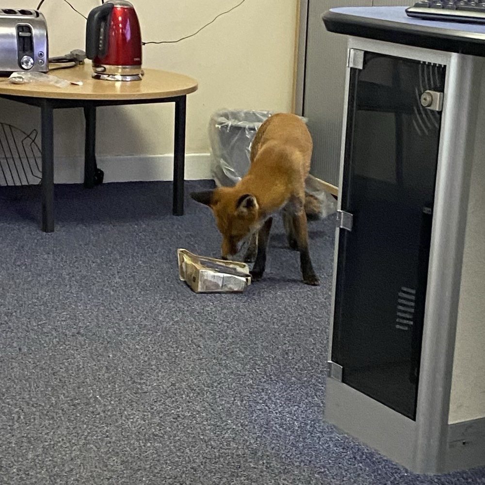 This fox just walked into our office. 