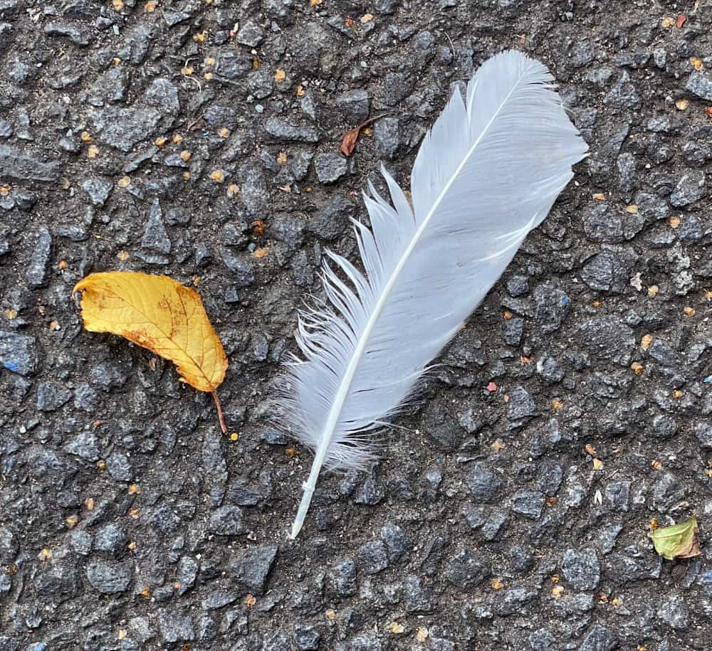 white feather and golden leaf
