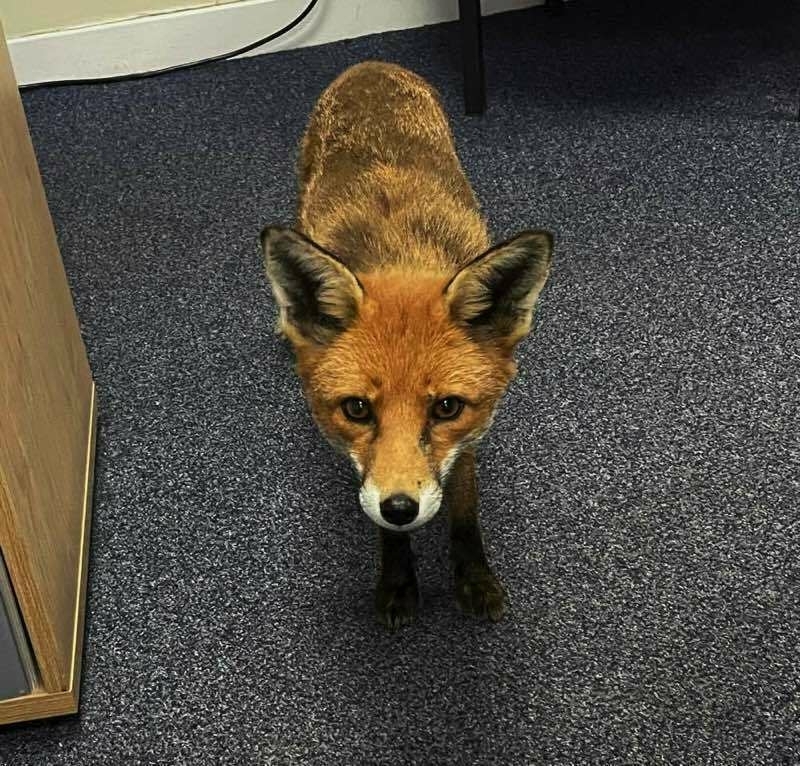 this fox wandered into into our office