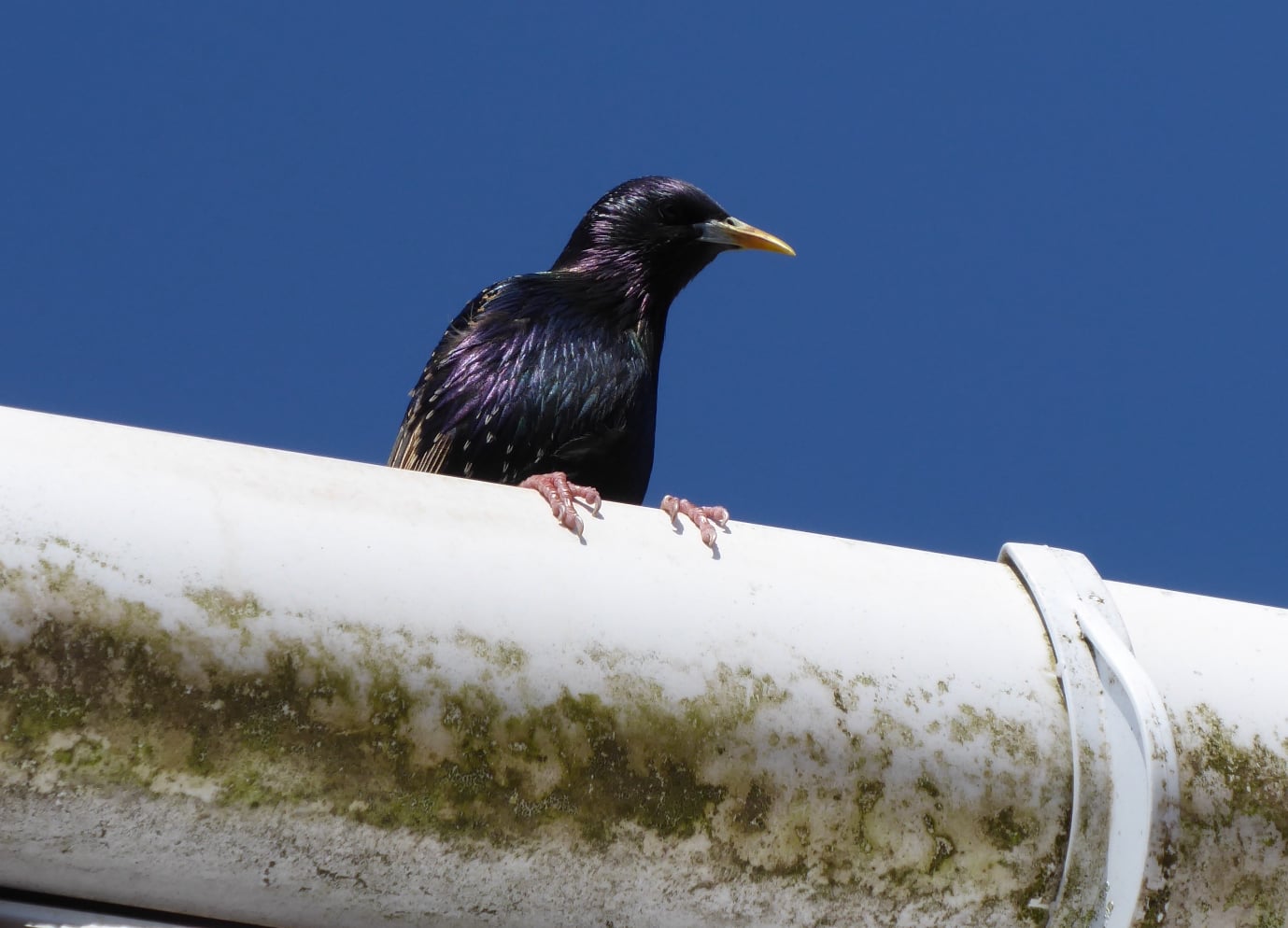 Bird. A starling sitting on a roof gutter against a clear blue sky.