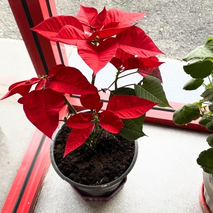 Vivid red poinsettia plant in a pot