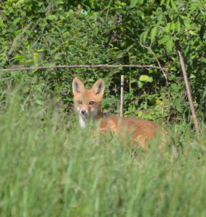 Fox kit peeking through the grass.