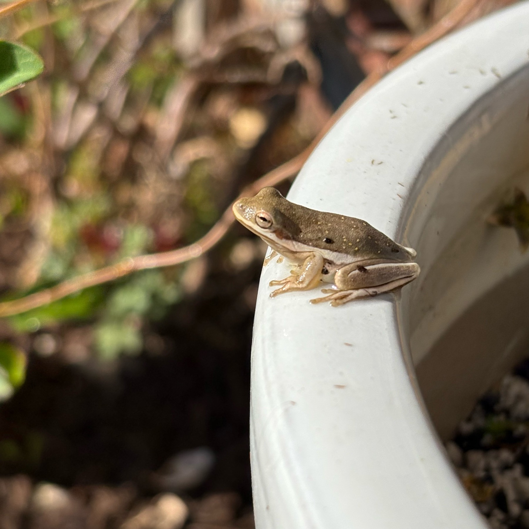 Tiny frog perched on the edge of a flower pot. 