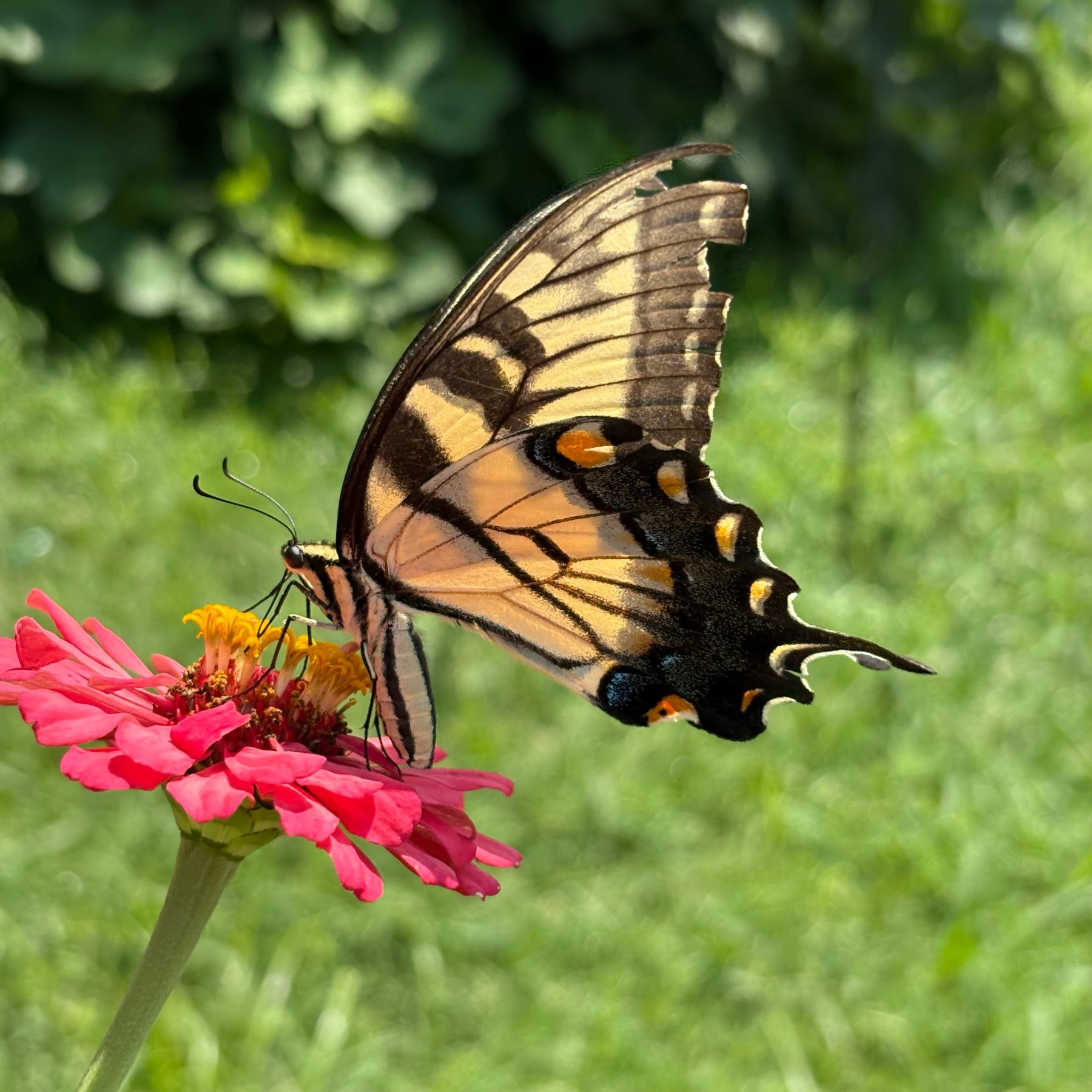 Tiger swallowtail butterfly perched on a zinnia. 