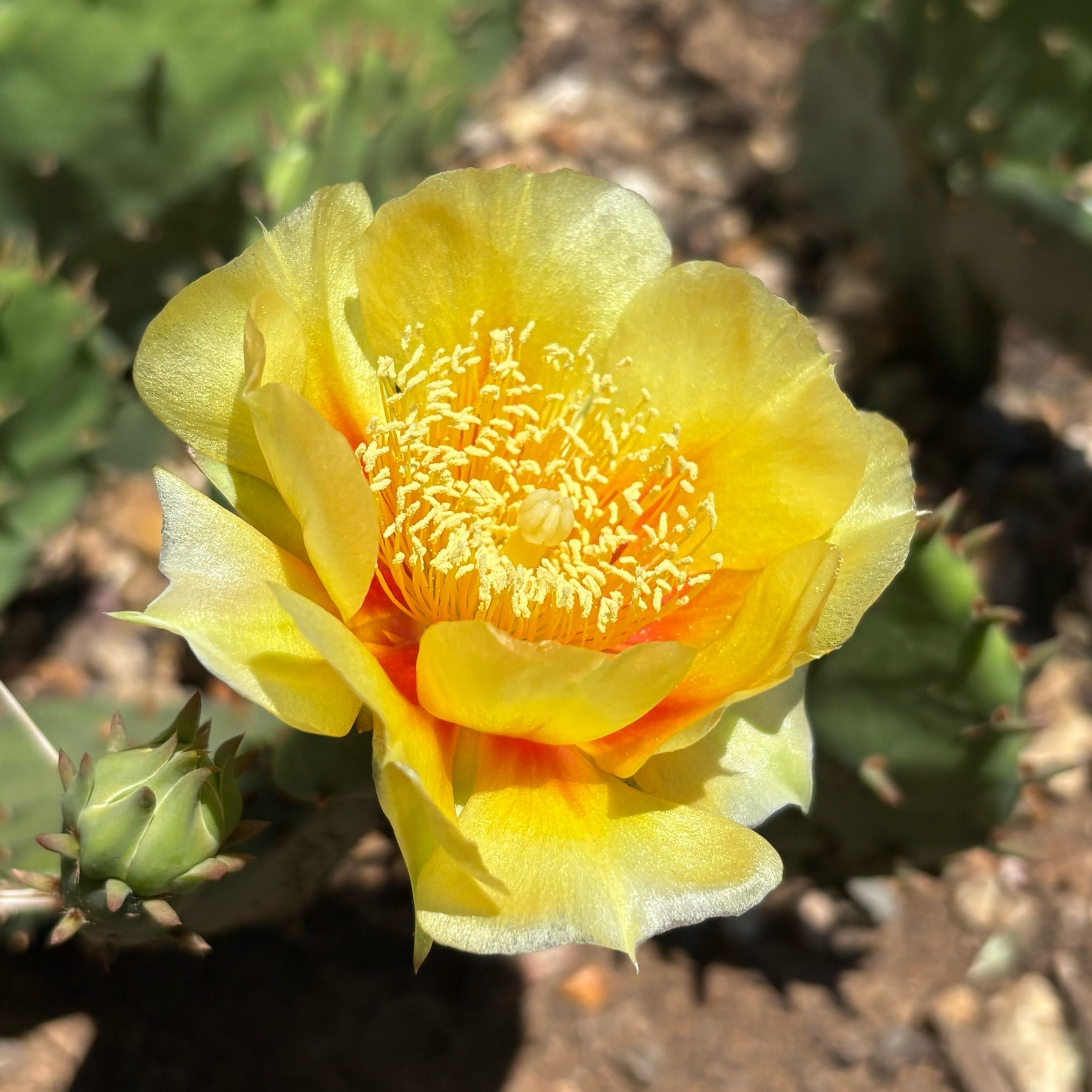 Close up of a yellow flower with a red center. 