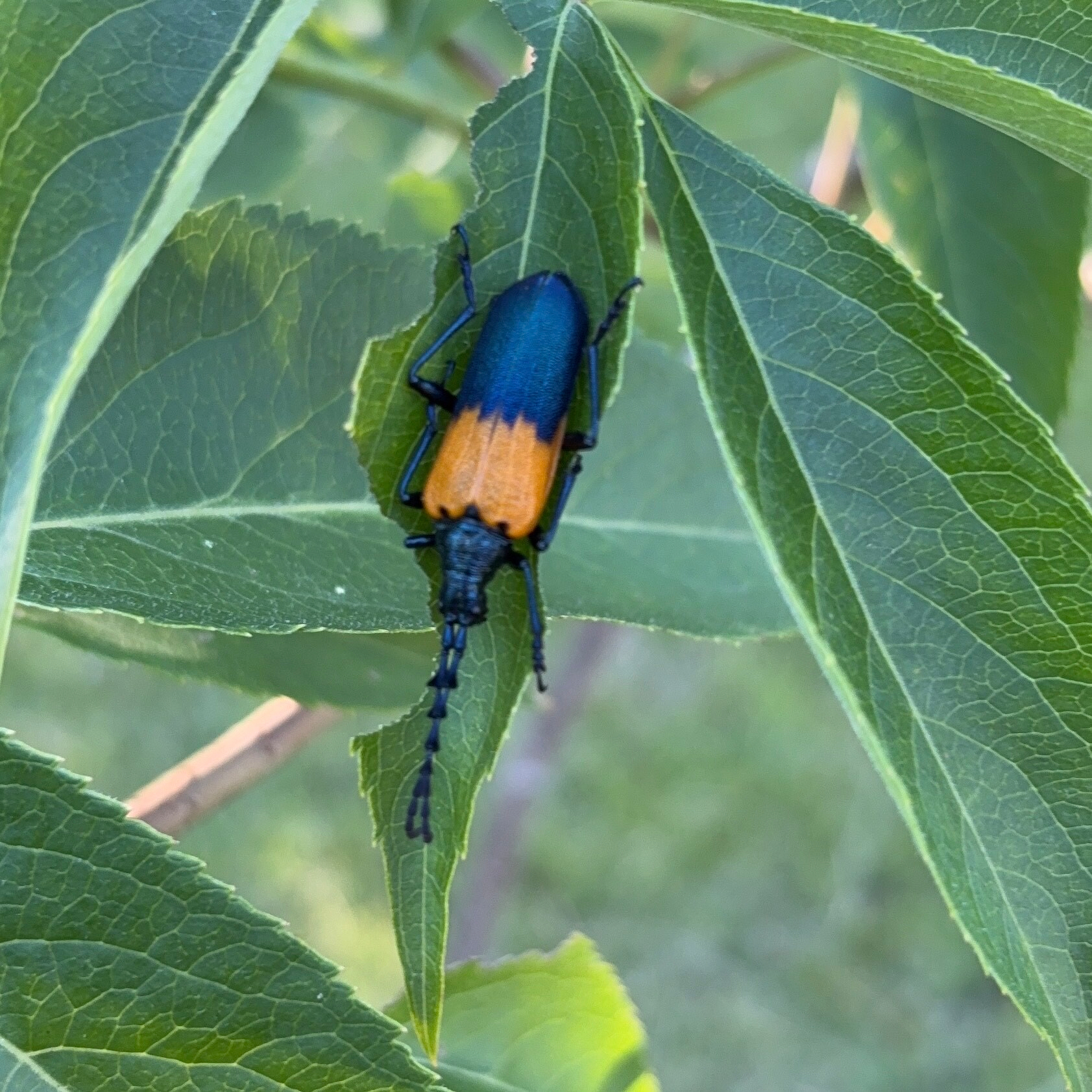 Close up of a longhorn beetle on a leaf. 