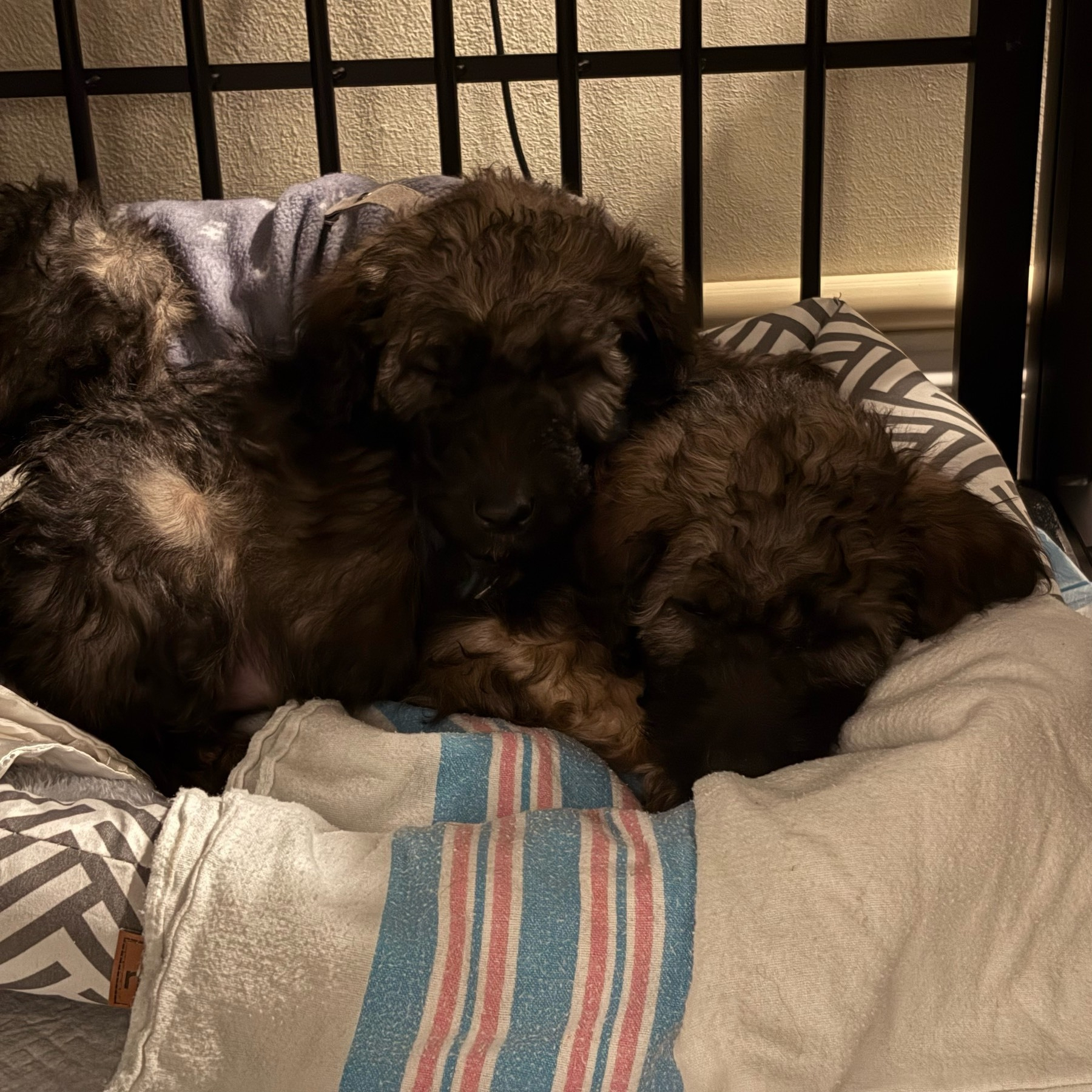 Two small puppies sleeping in a pile. 
