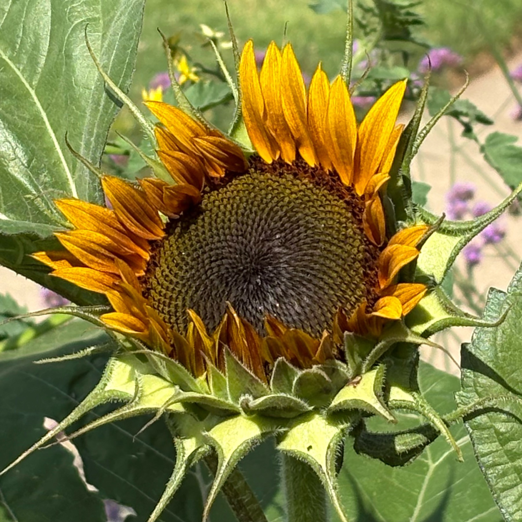 A sunflower bud just beginning to open into full bloom. 