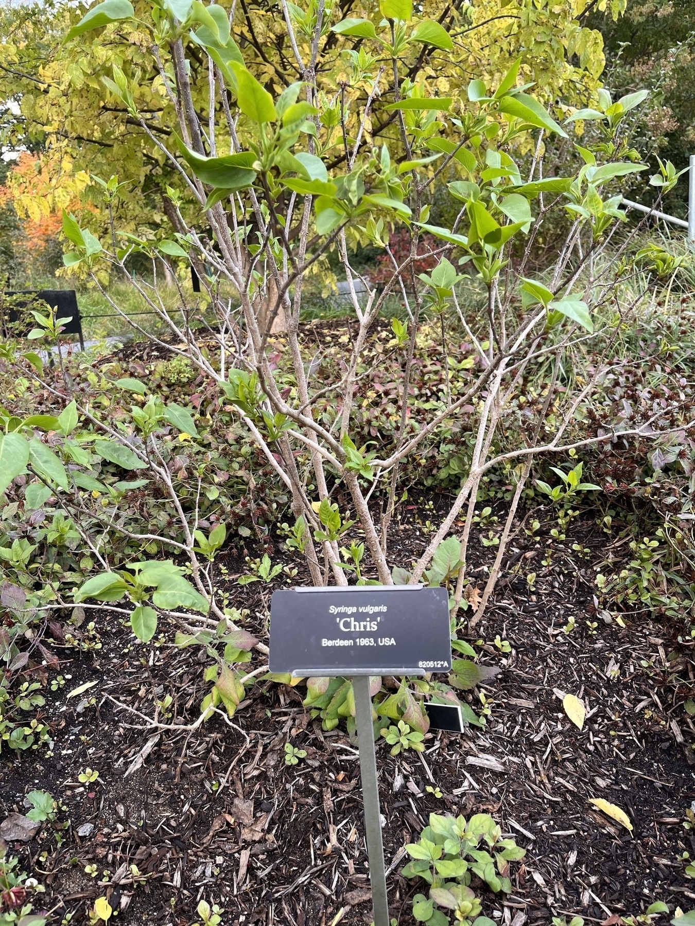 A small leafy plant with a plaque in front that reads “Chris”