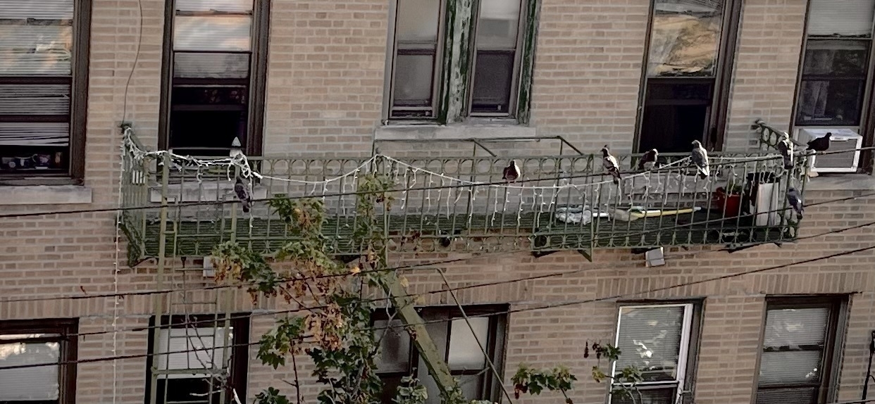 A fire escape outside a brick building. Seven pidgins are lined up on the fire escape railing horizontally. 