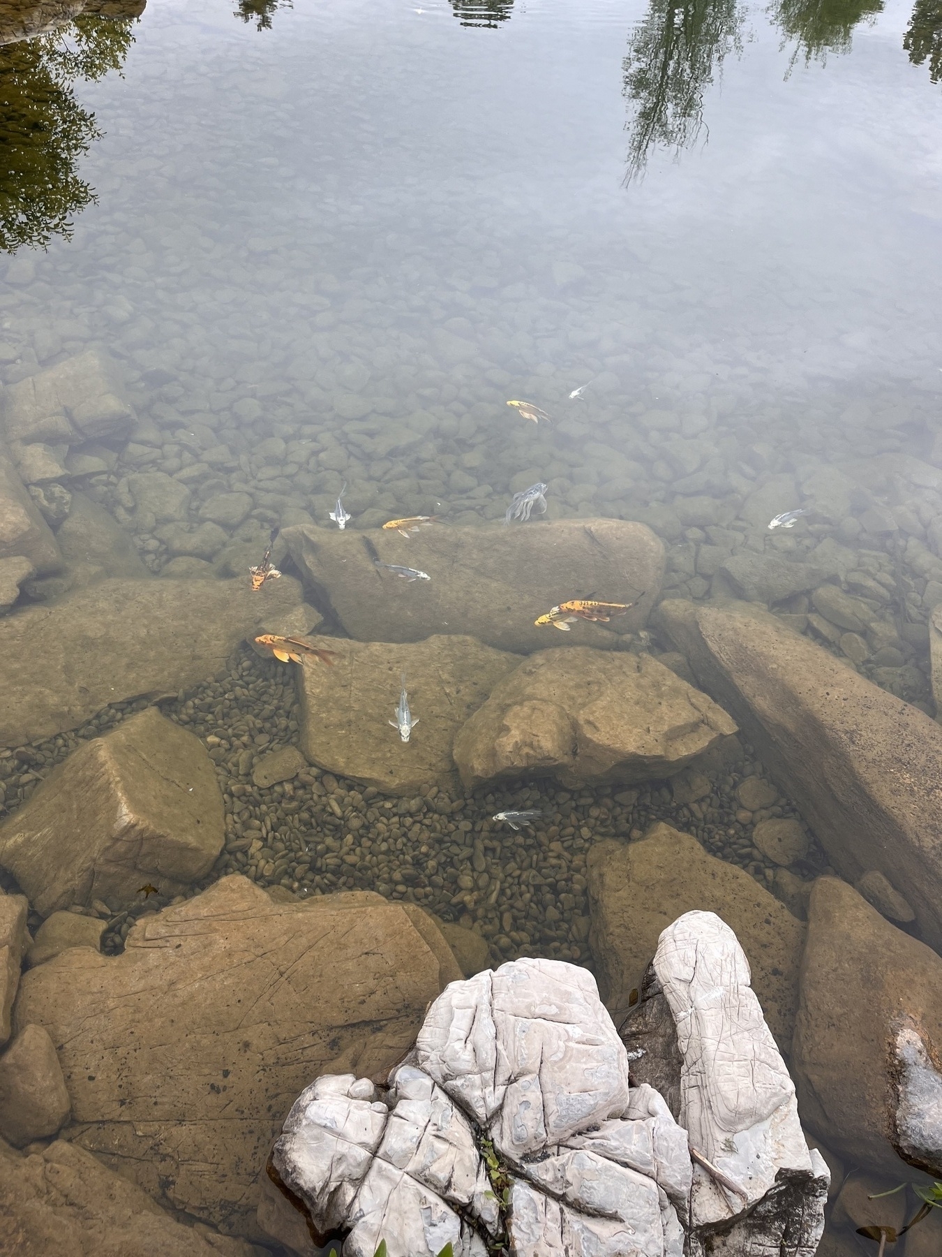 Colorful coy fish swimming in clear water over rocks. 