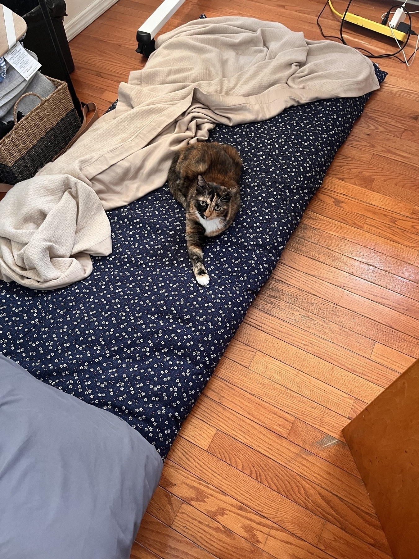 A calico cat sprawled on a futon on the floor. There’s a tan blanket and a grey pillow. The blanked is pushed to one side, revealing a dark blue futon cover with white patterns which I don’t remember what they are and I can’t see them at this zoom level o. The photo. 