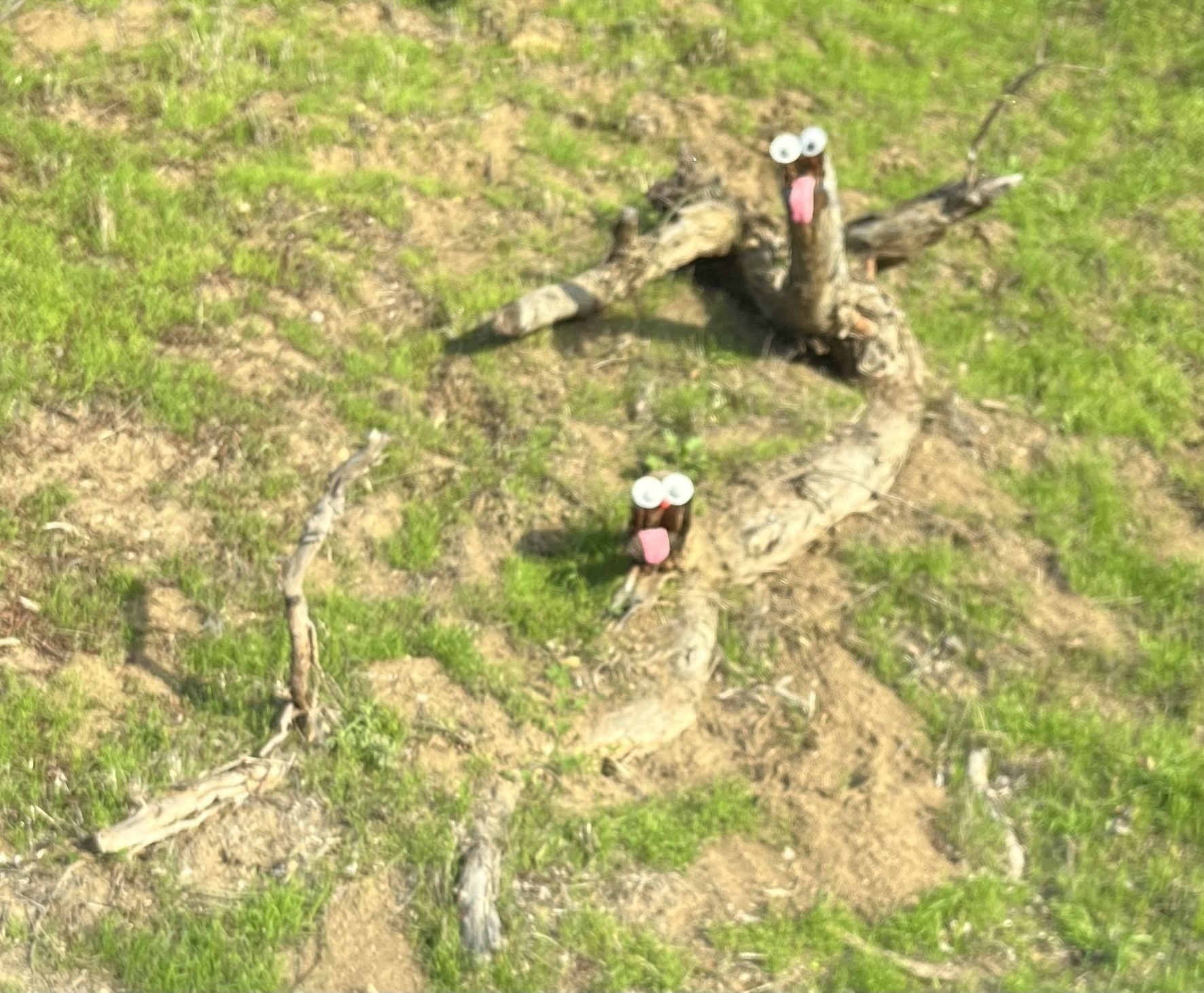 Exposed tree roots on a hill with googly eyes and sock tongues on two stumps. 